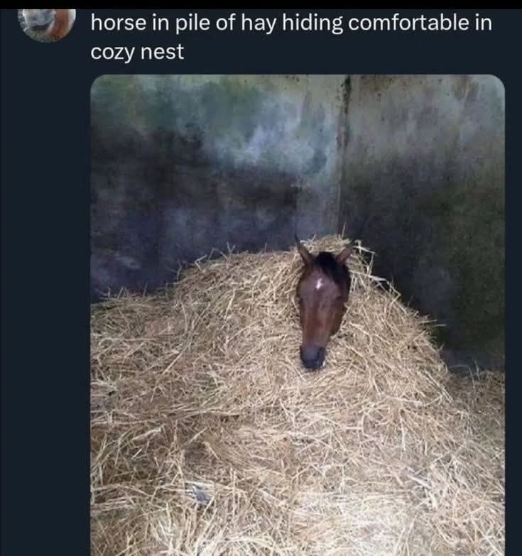 A Warm and Cozy Horse to Brighten Your Day