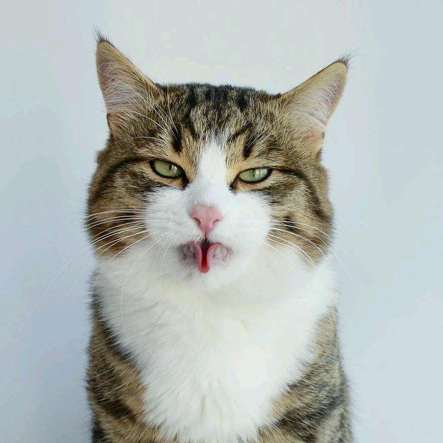 Curious Cat Asks 'Why?'