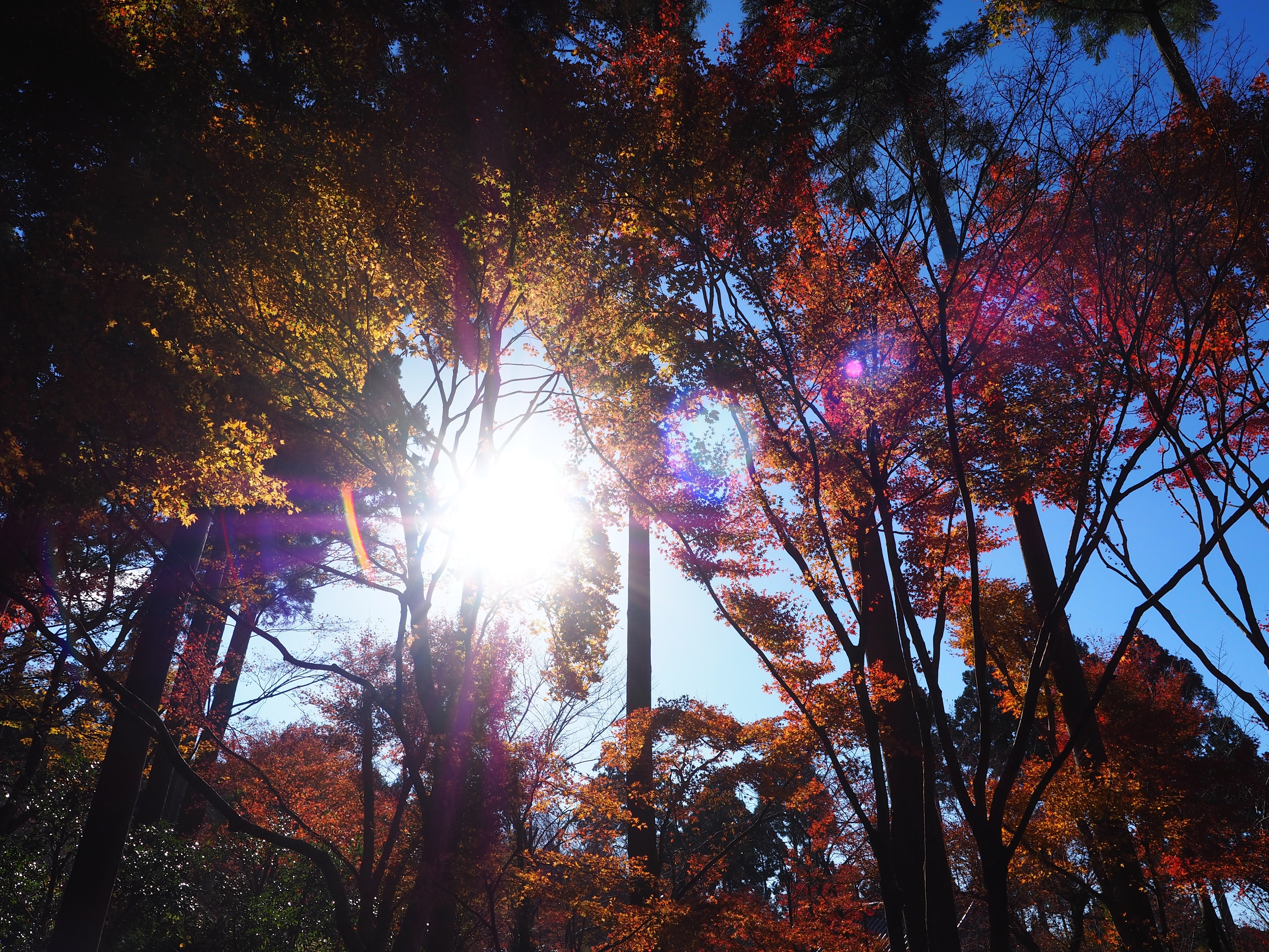 Exploring the Beauty of Sanzen-in, Kyoto