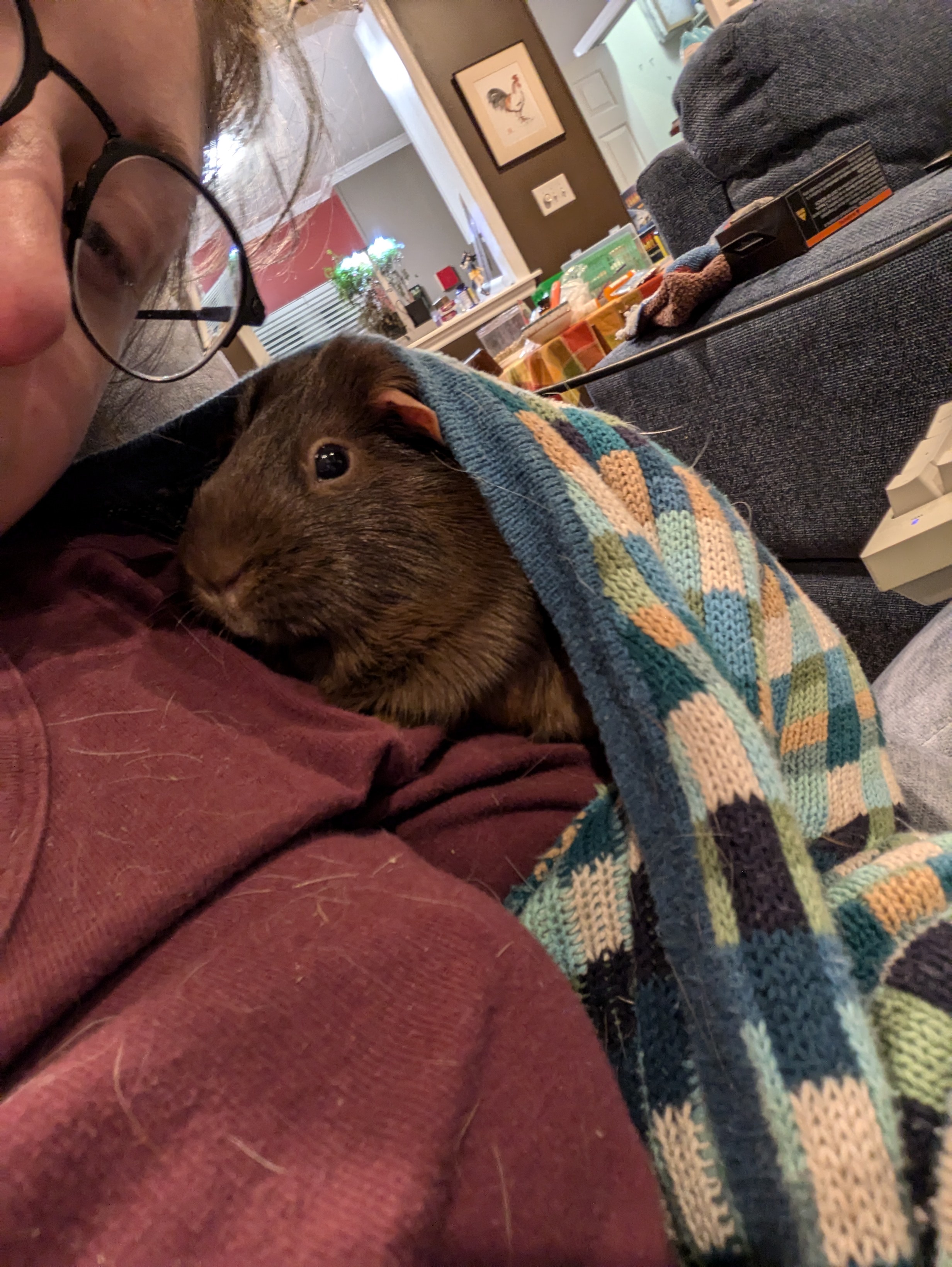 Adorable Piggies Dressed in Sweaters