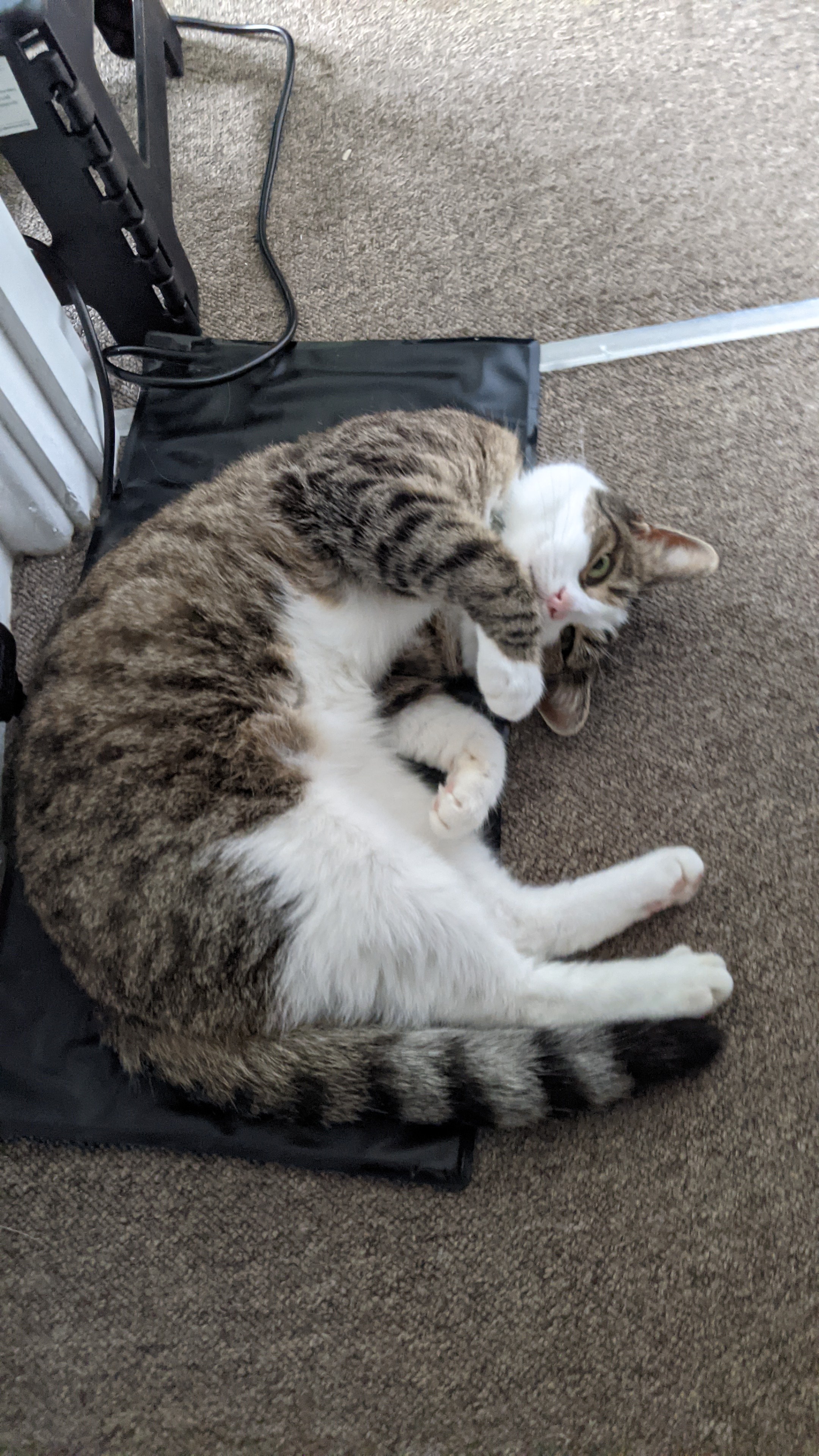Meet Menace #55: The Ultimate Mischief Maker