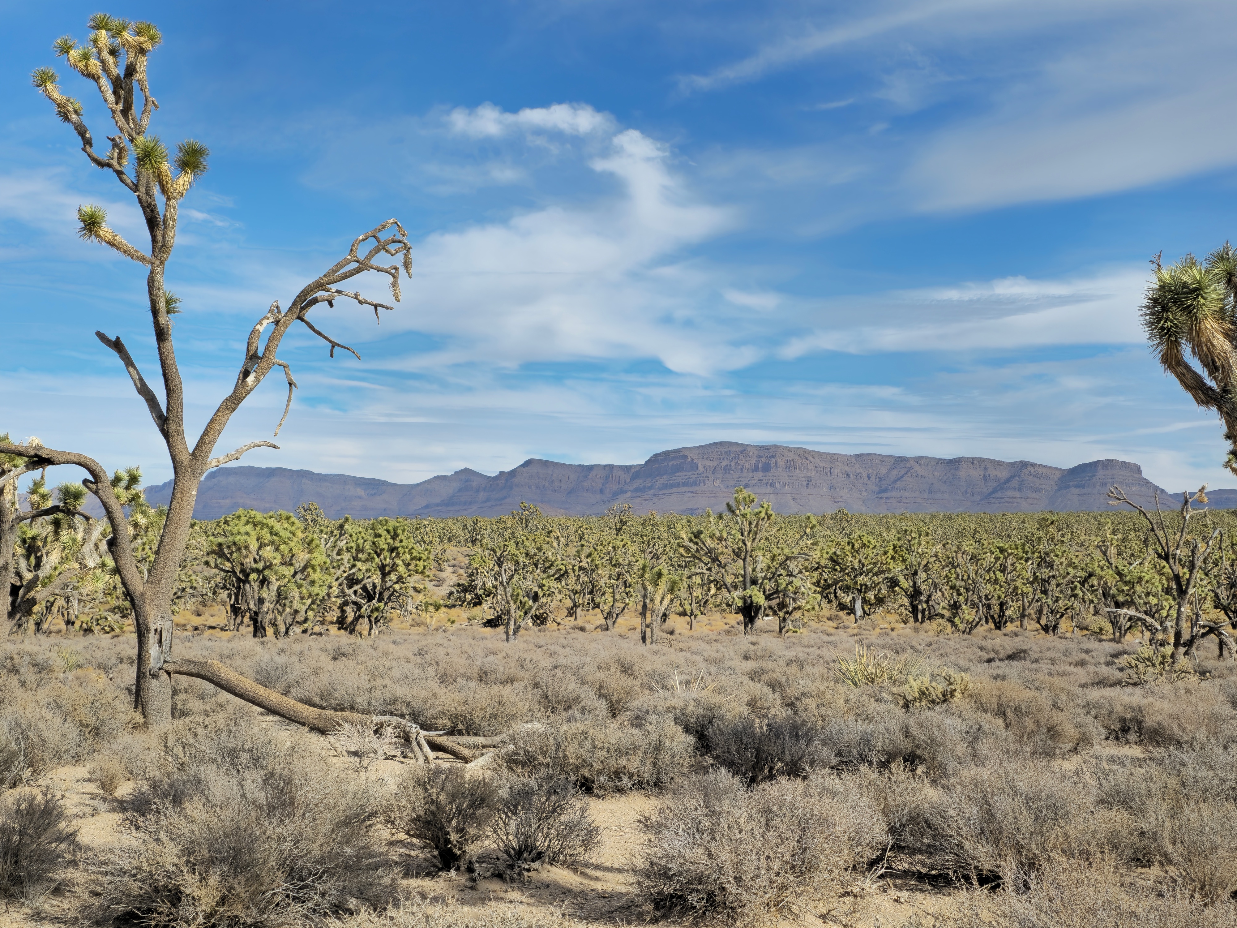 Exploring the Majestic Joshua Tree Forest in Meadview, Arizona