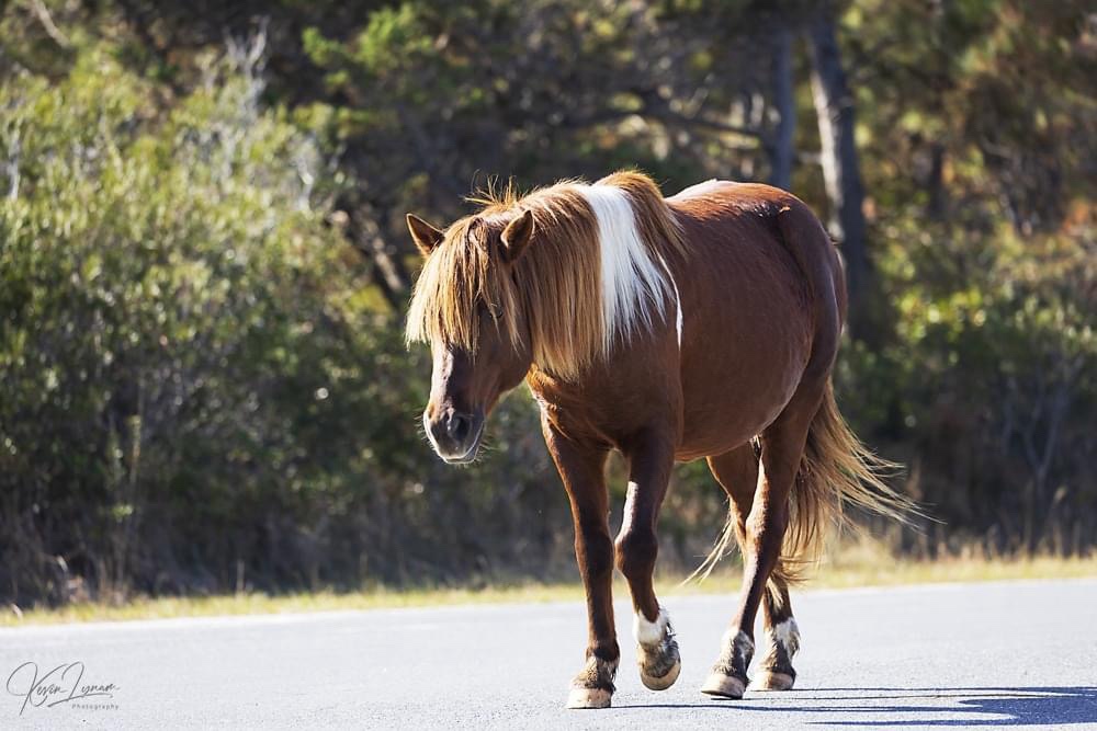 The Enigmatic Assateague Phoenix Revealed