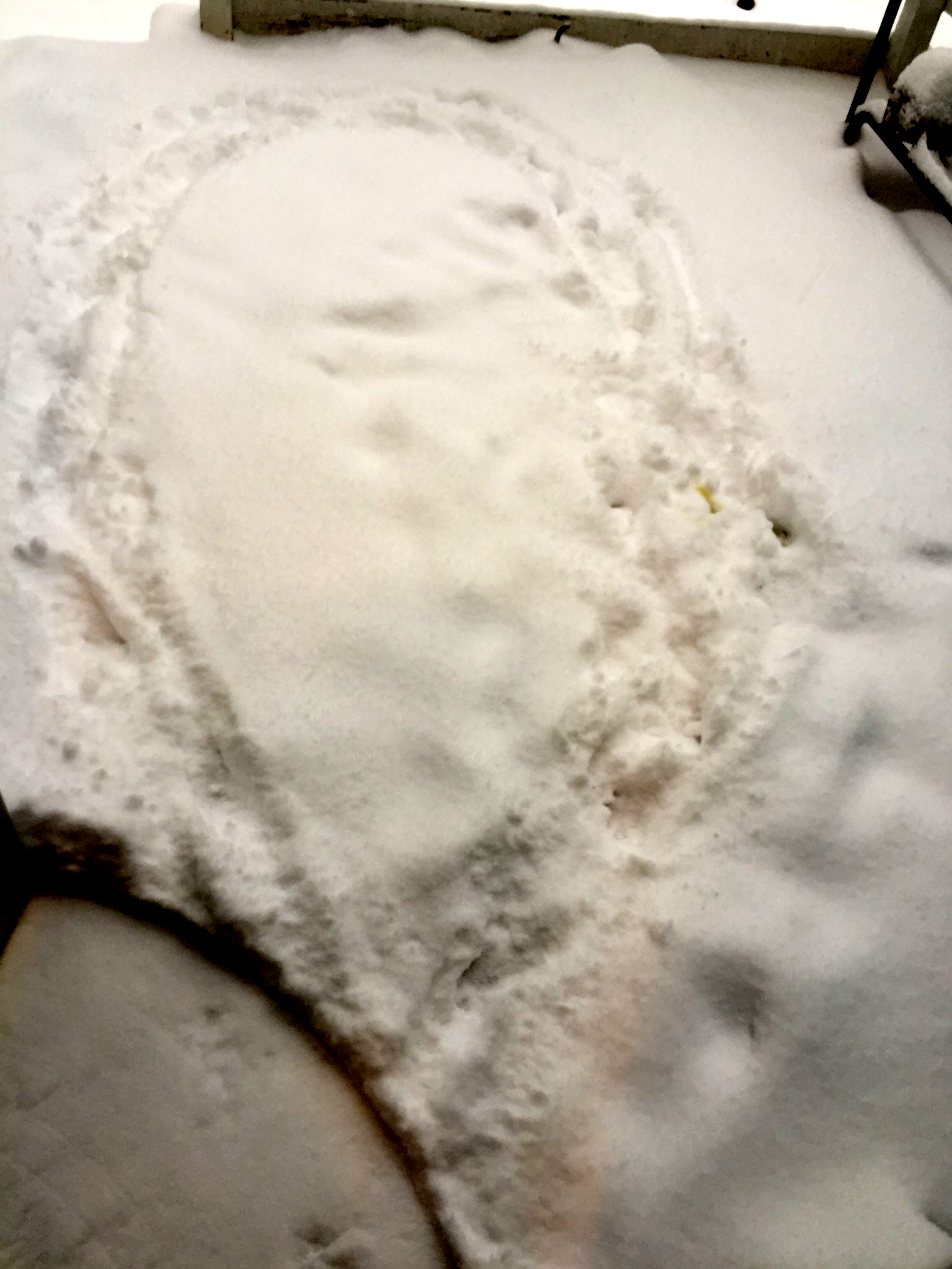 What Dogs Really Think About Snow