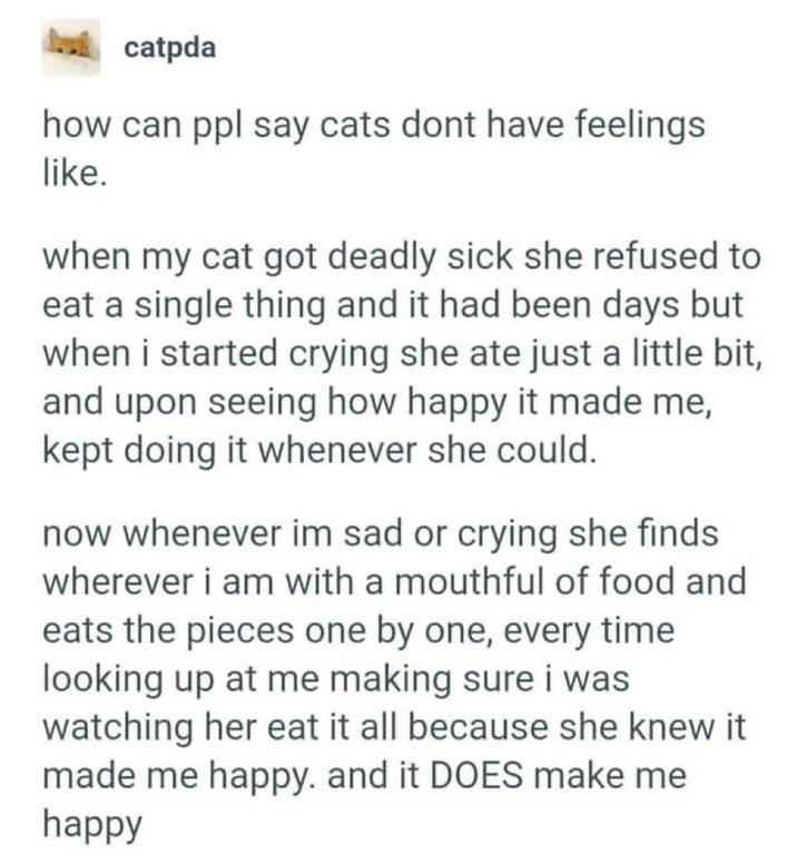 Why Do People Think Cats Are Emotionless?