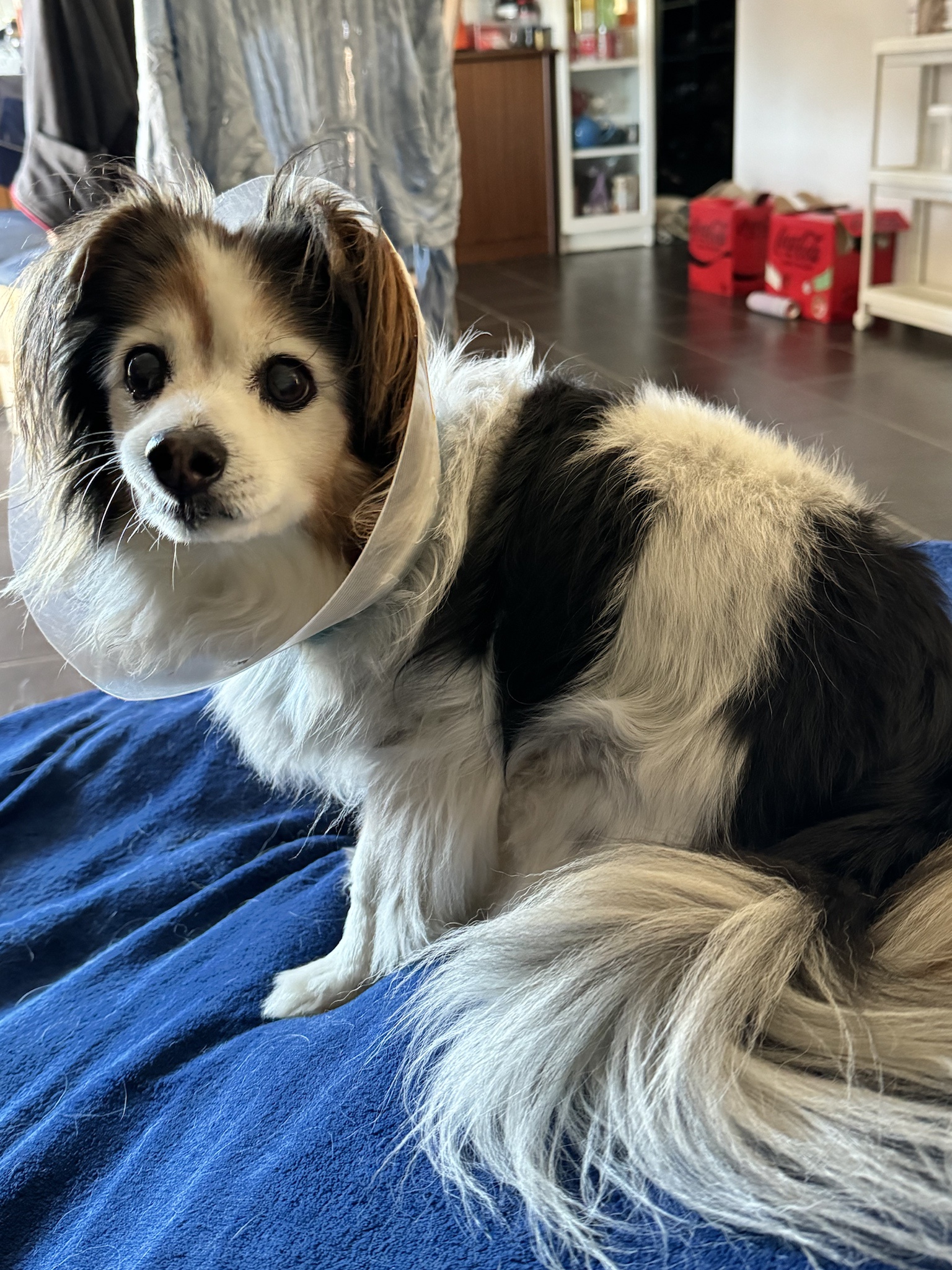 Daily dose of cuteness: My dog Panko in a photo every day