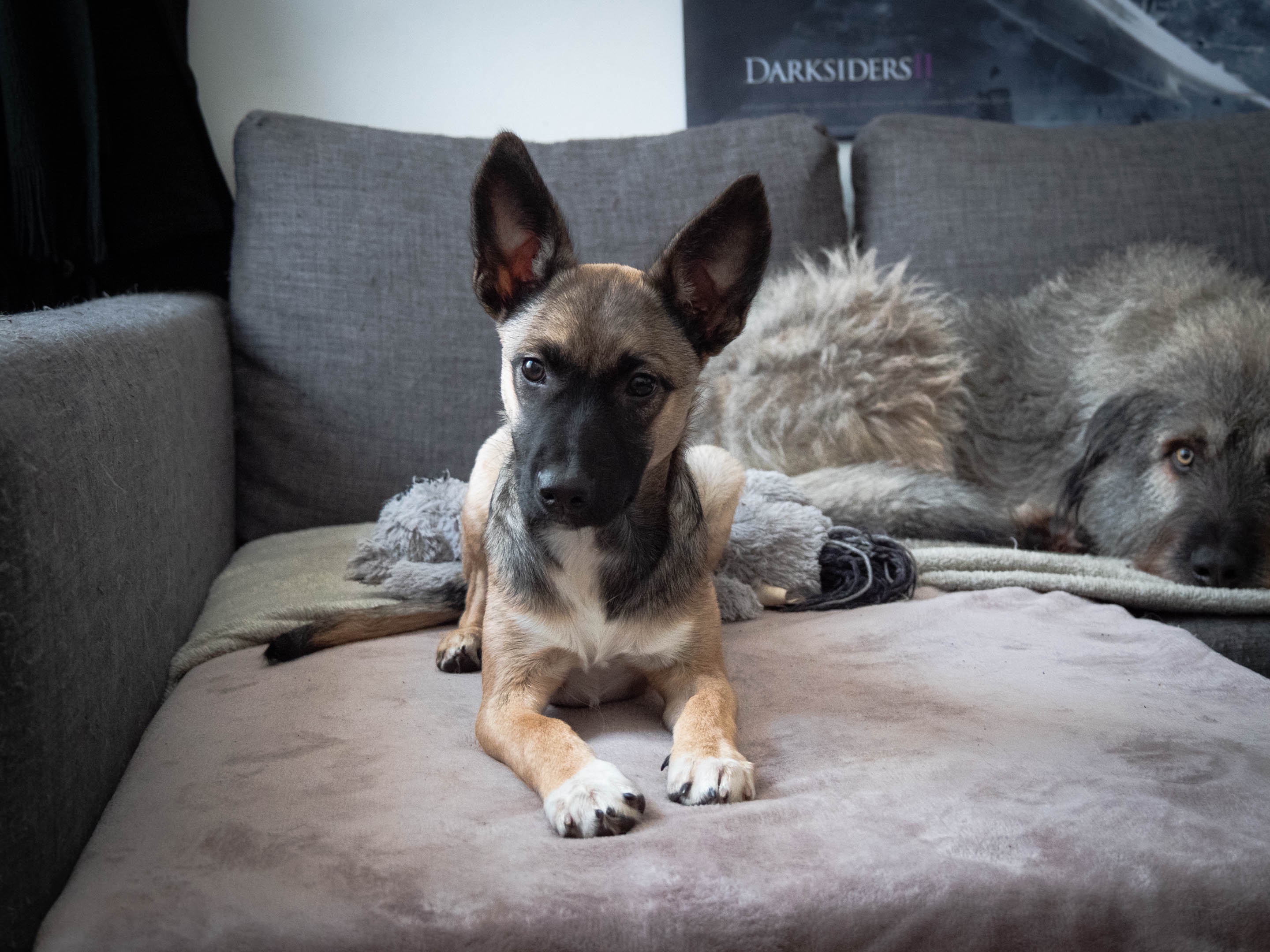 My Big Wolf Guardian Keeping an Eye on His Foster Friend