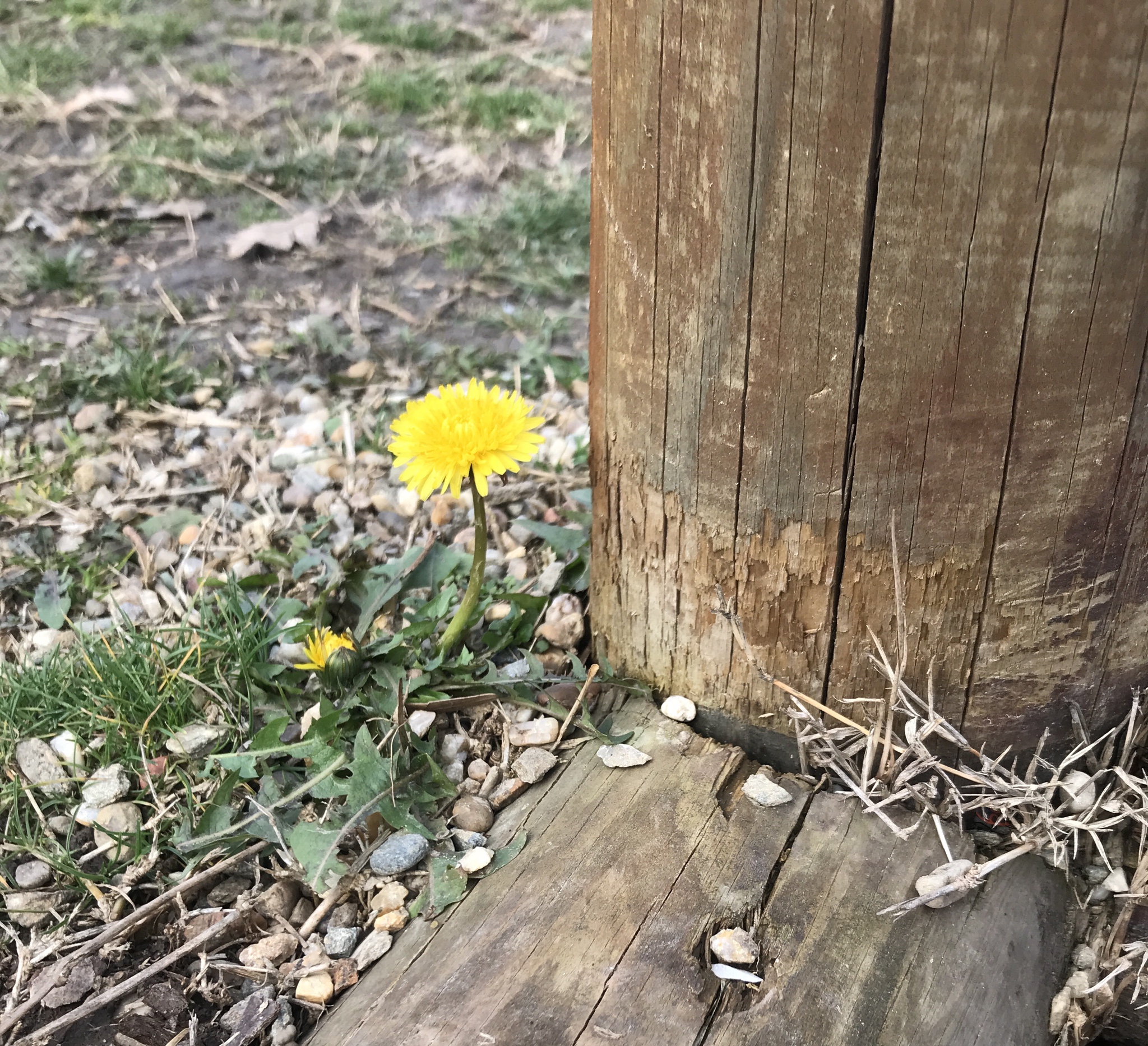 A lone dandelion blooming in January