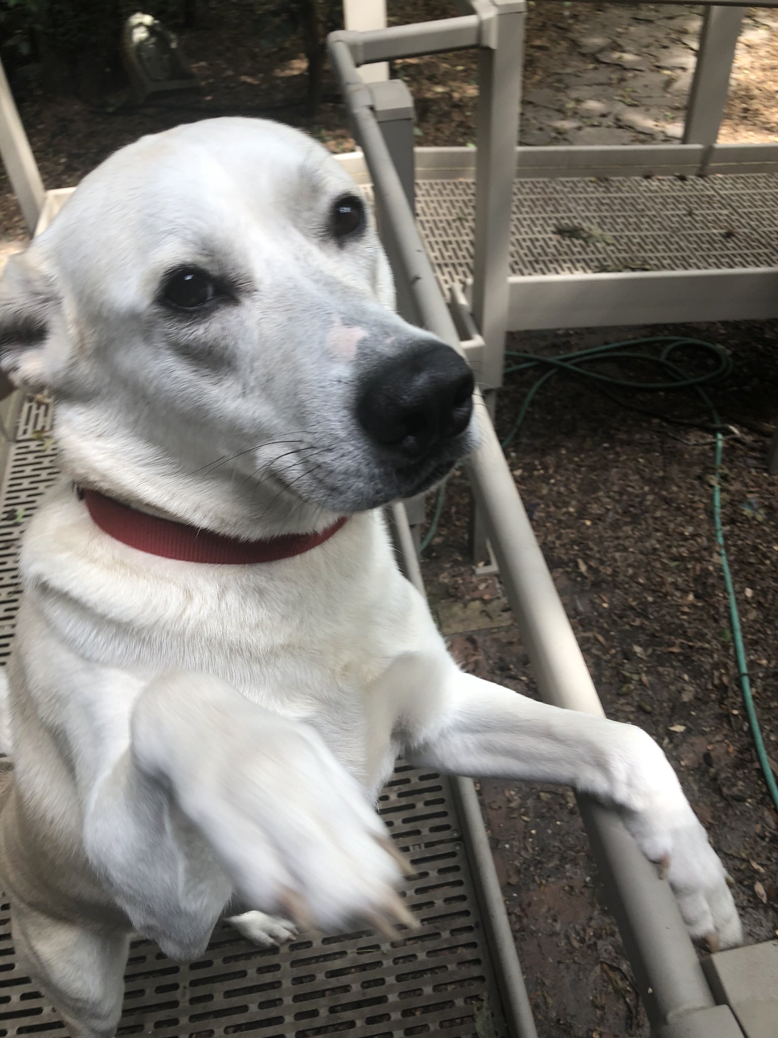 Meet Demelza, Our Adorable Husky Mutt