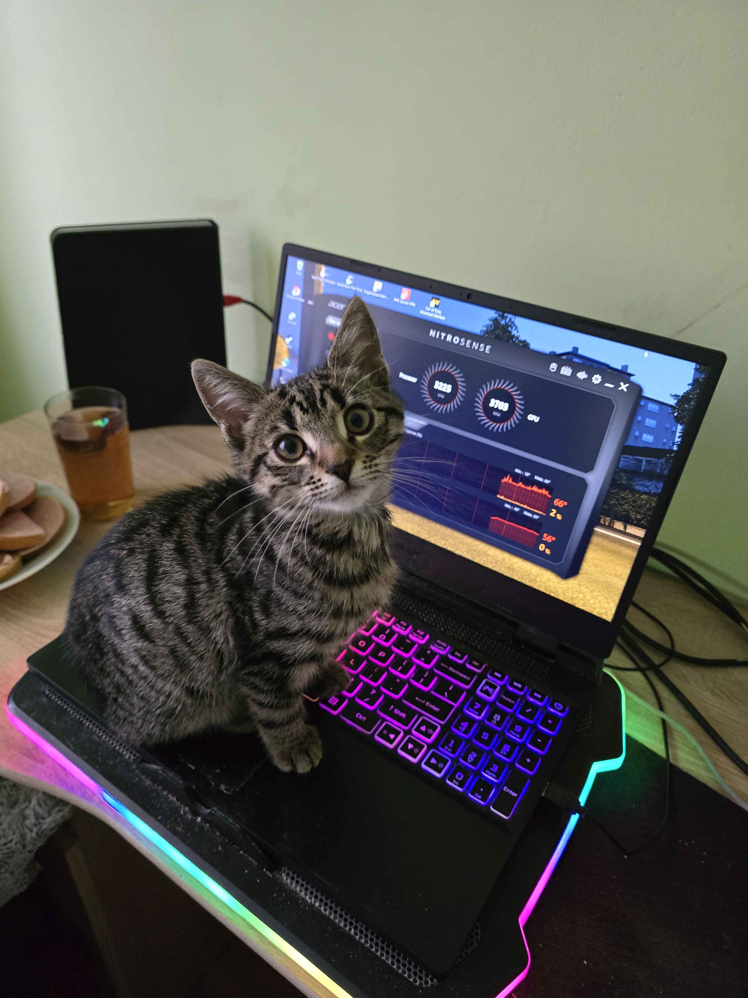 Meet my laptop's newest fan: a cat that just can't resist sitting on it!
