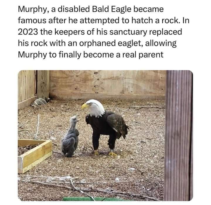 A Bit Late to the Party, But Excited About Murphy's Good News!