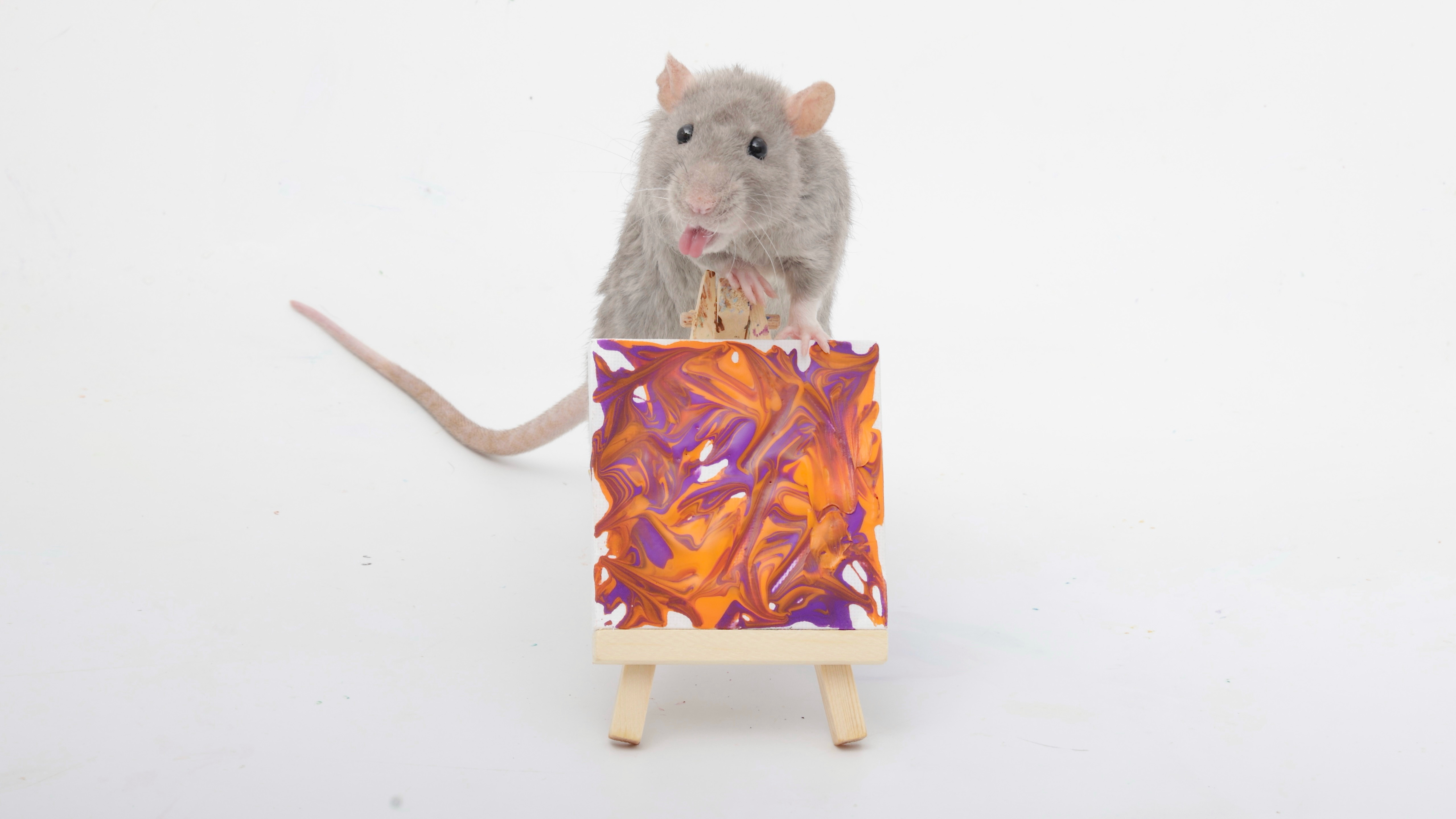 Check out my adorable pet rats and their latest tiny paw paintings!