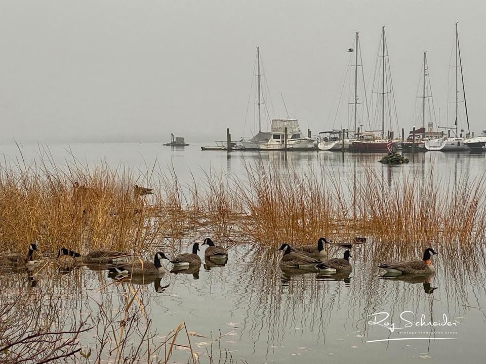 The Quirky World of Geese
