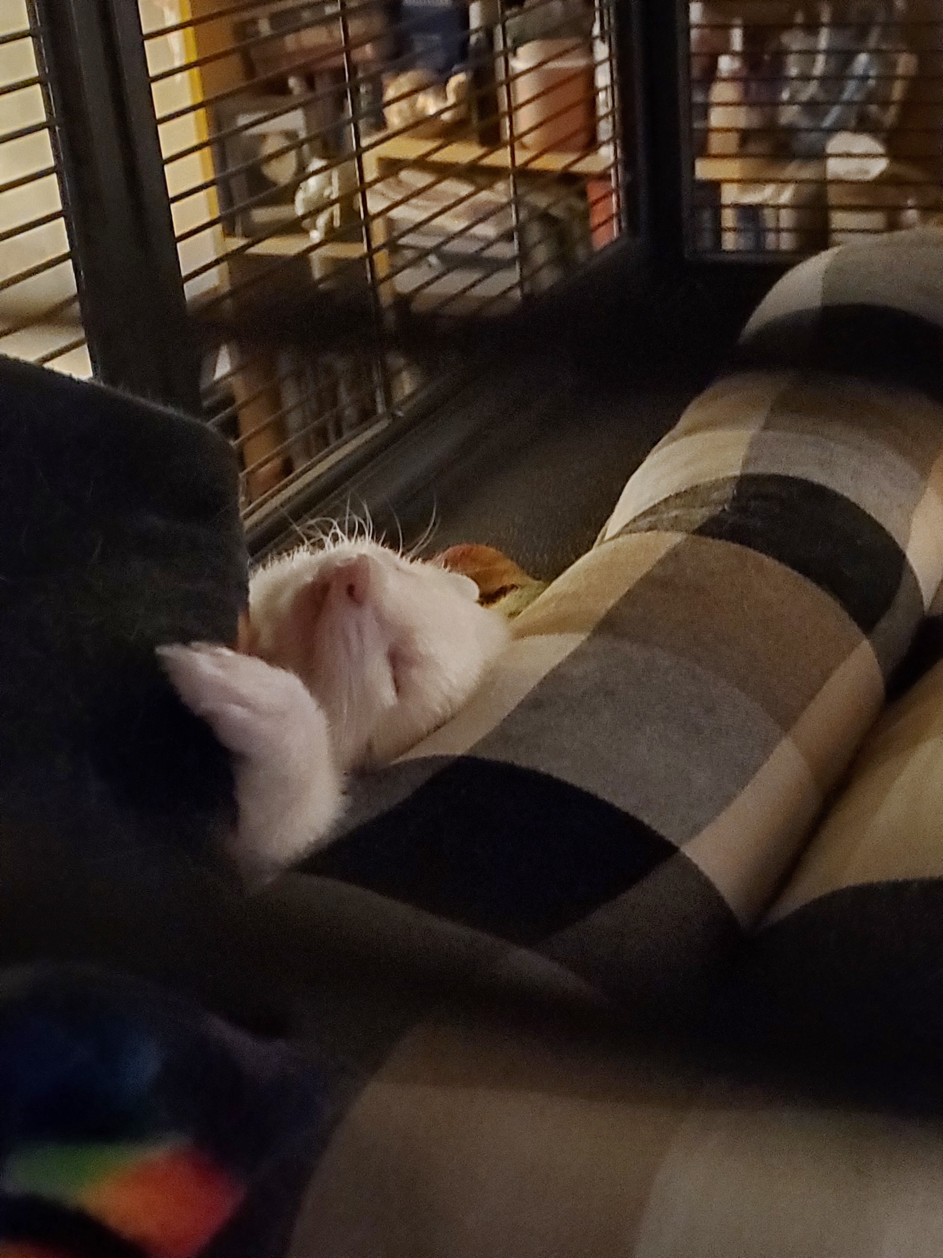 The Cutest Addition: More Babies on the Way!