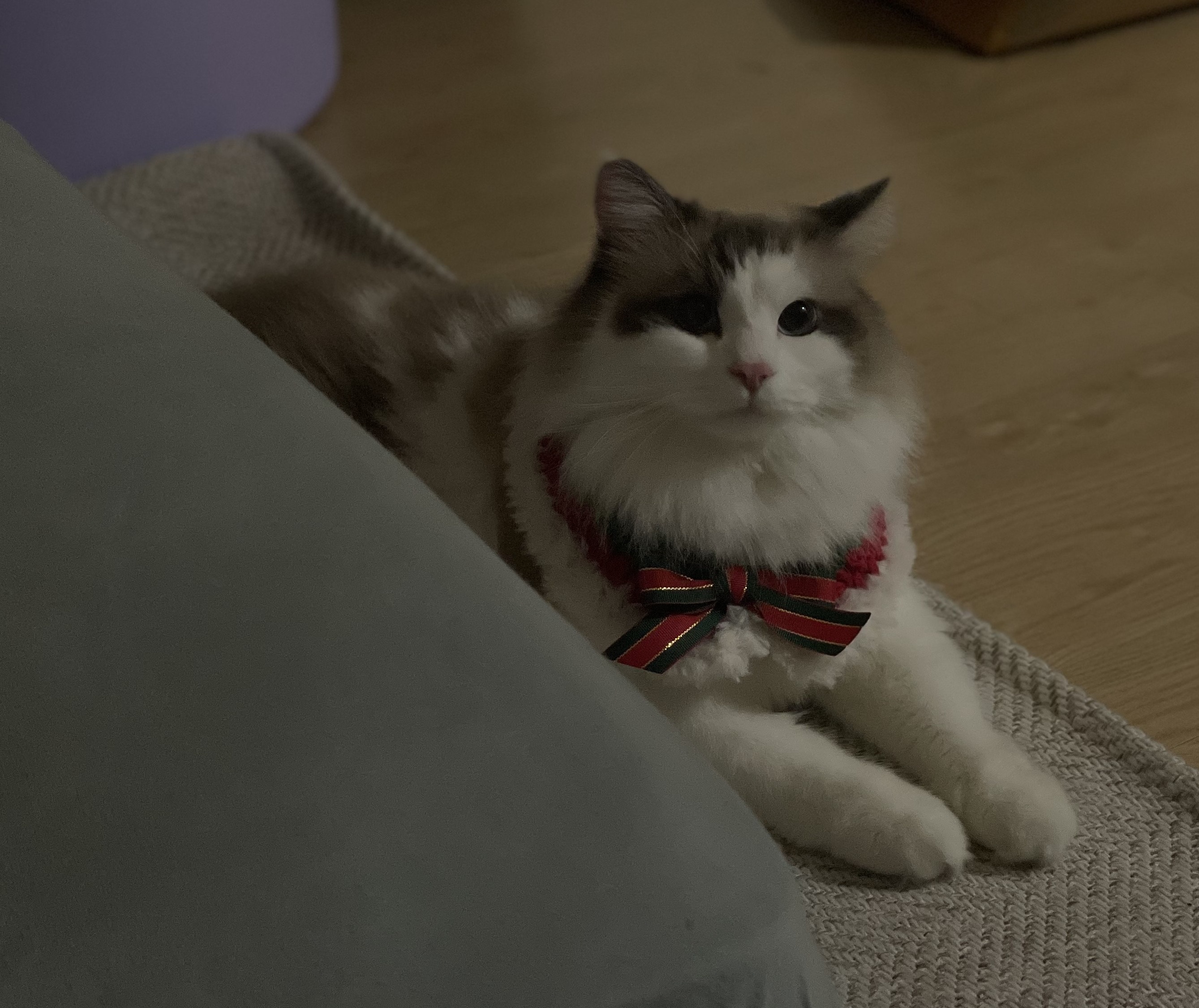 The Sassy Ribbon Cat