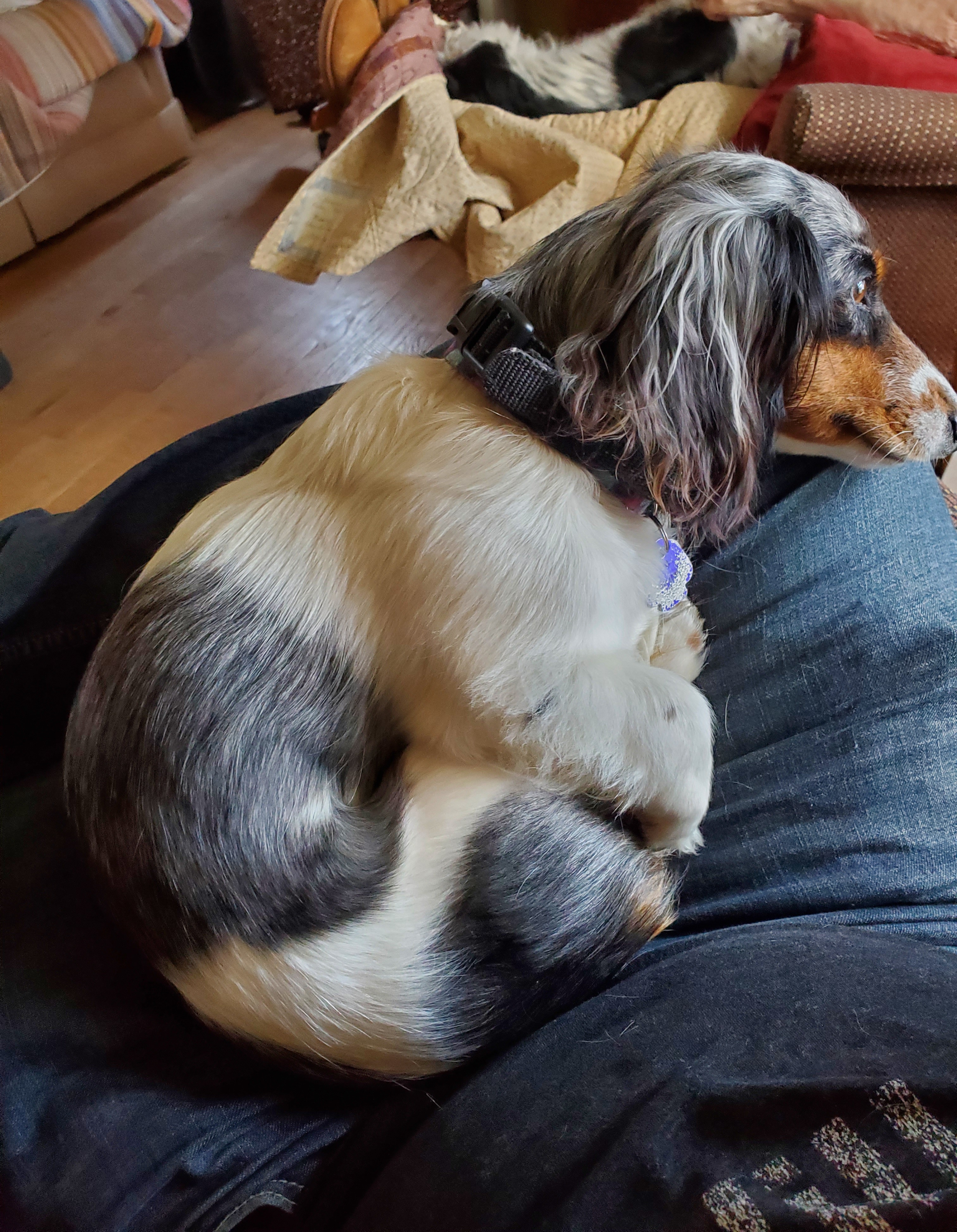 The Adorable Round Puppy