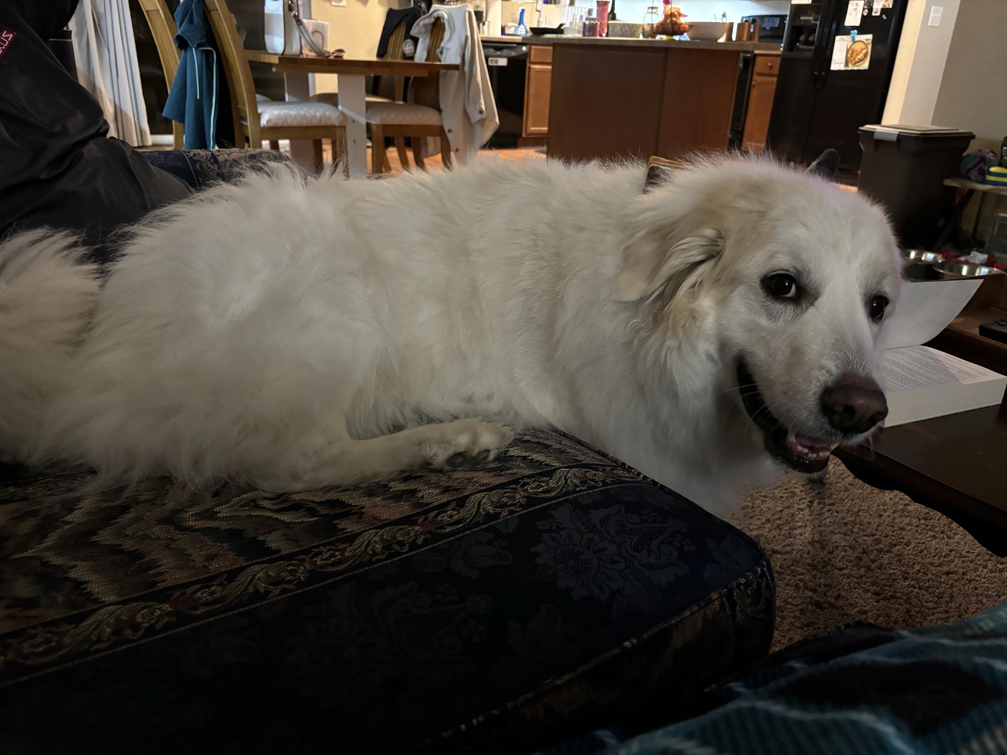 Winter Chronicles: Day 778 of the Chill