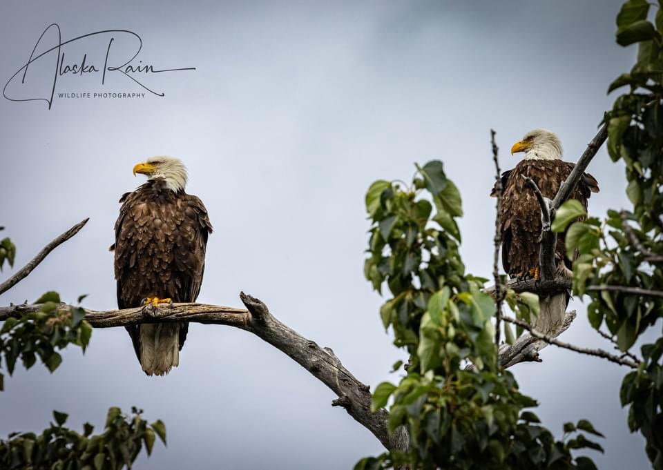 Majestic Eagles in Flight