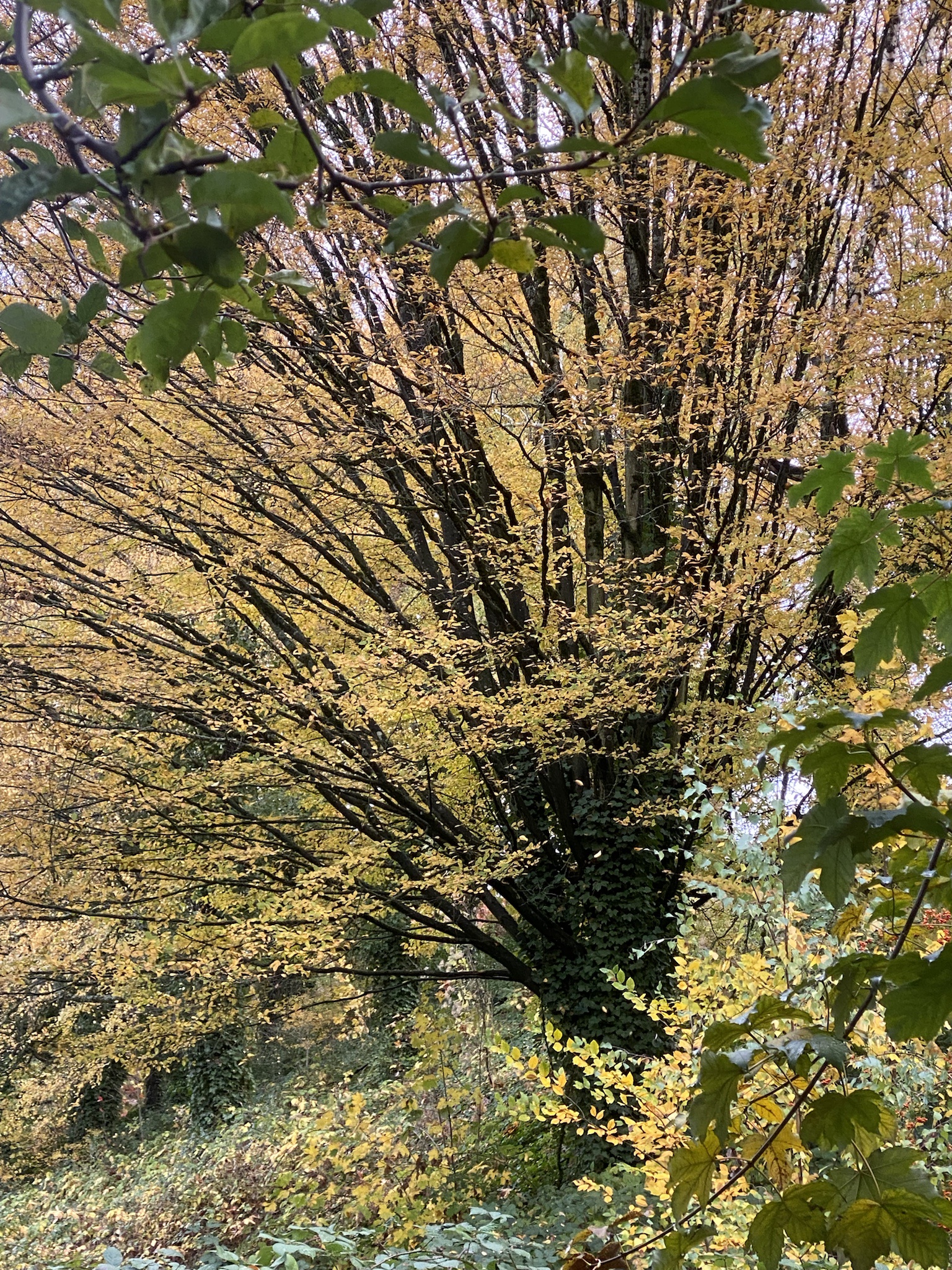 What Kind of Tree Is This? A Portland Mystery