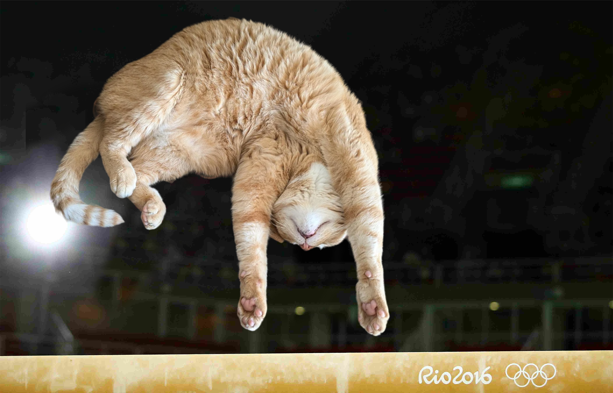 The Amazing Cat Gymnast: A Feline Acrobat