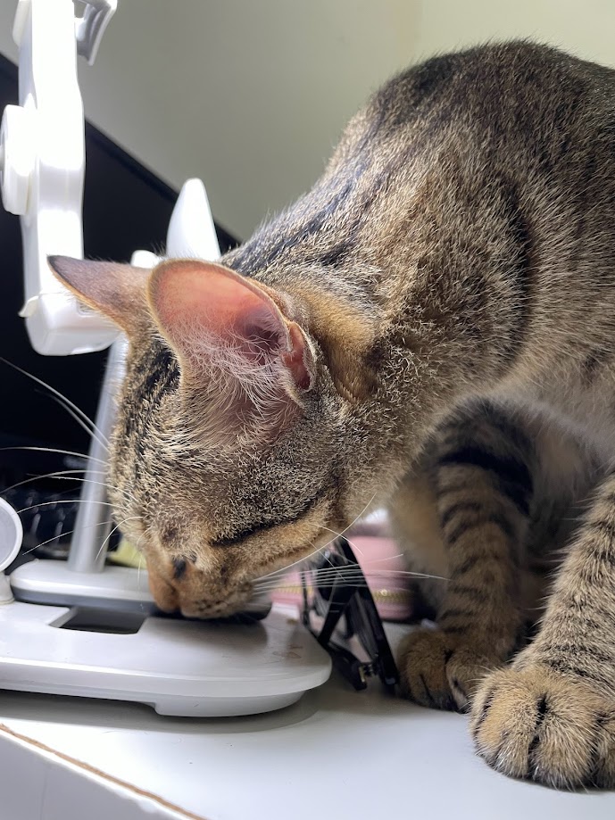 Yet Another Adorable Cat