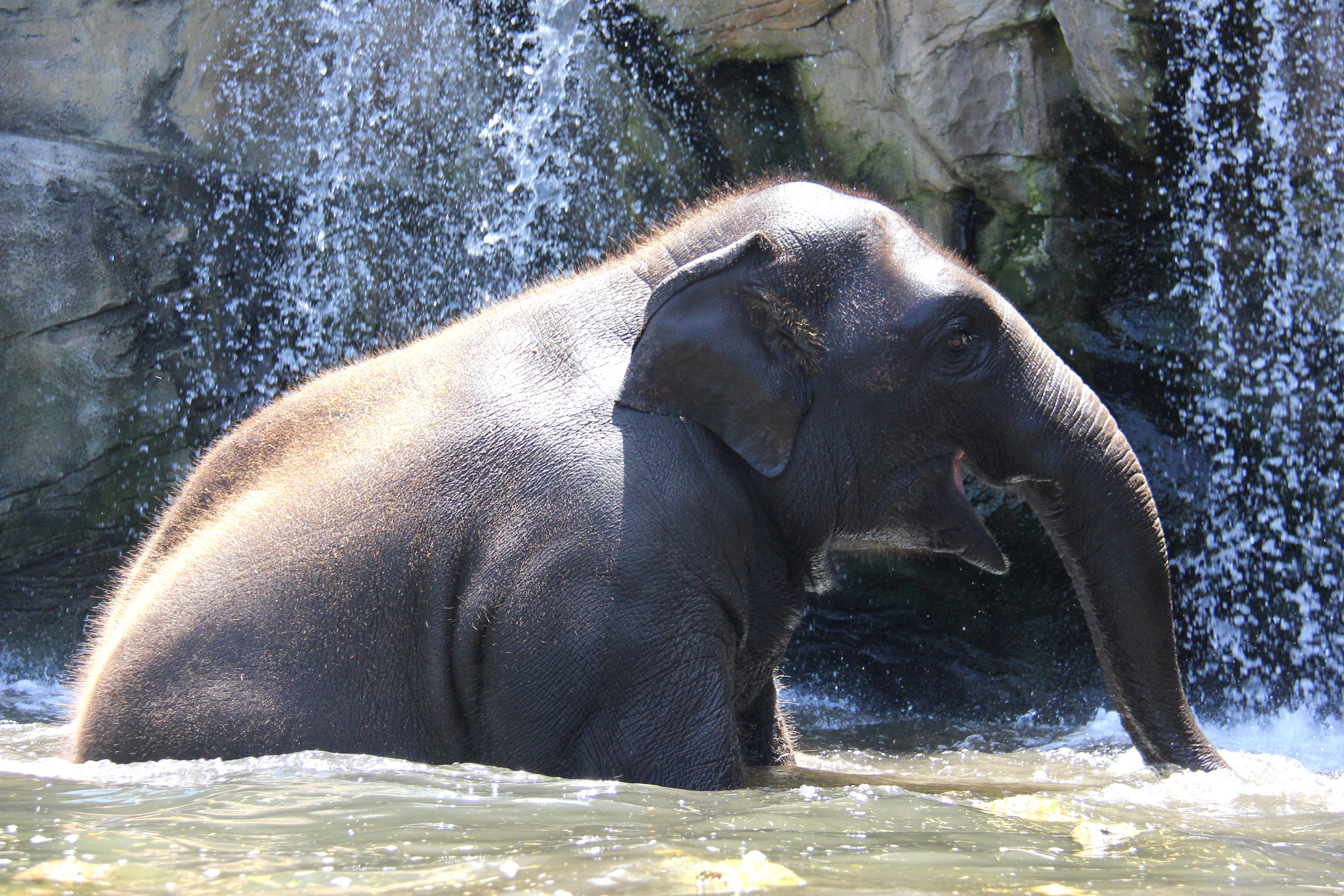 Fanto enjoying a peaceful shower moment