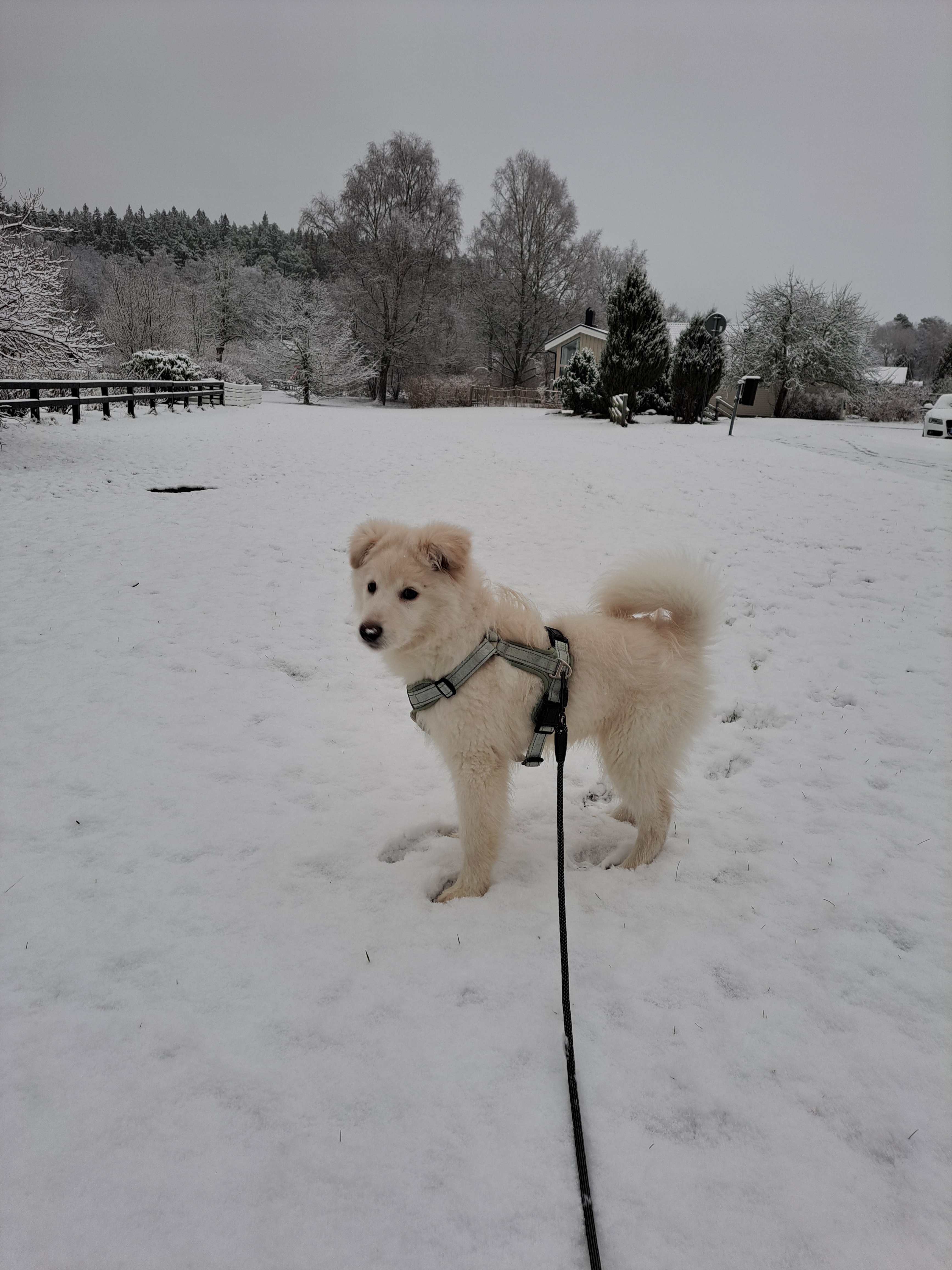 Meet Sammie, the semi-Samoyed superstar!