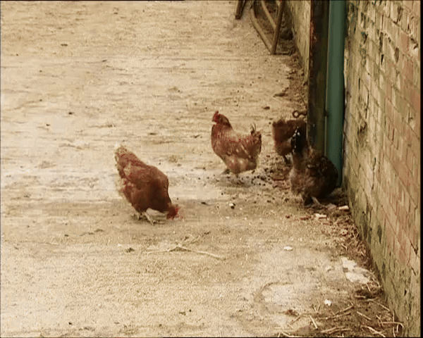 Life as a Chicken Farmer: The Cluckin' Truth
