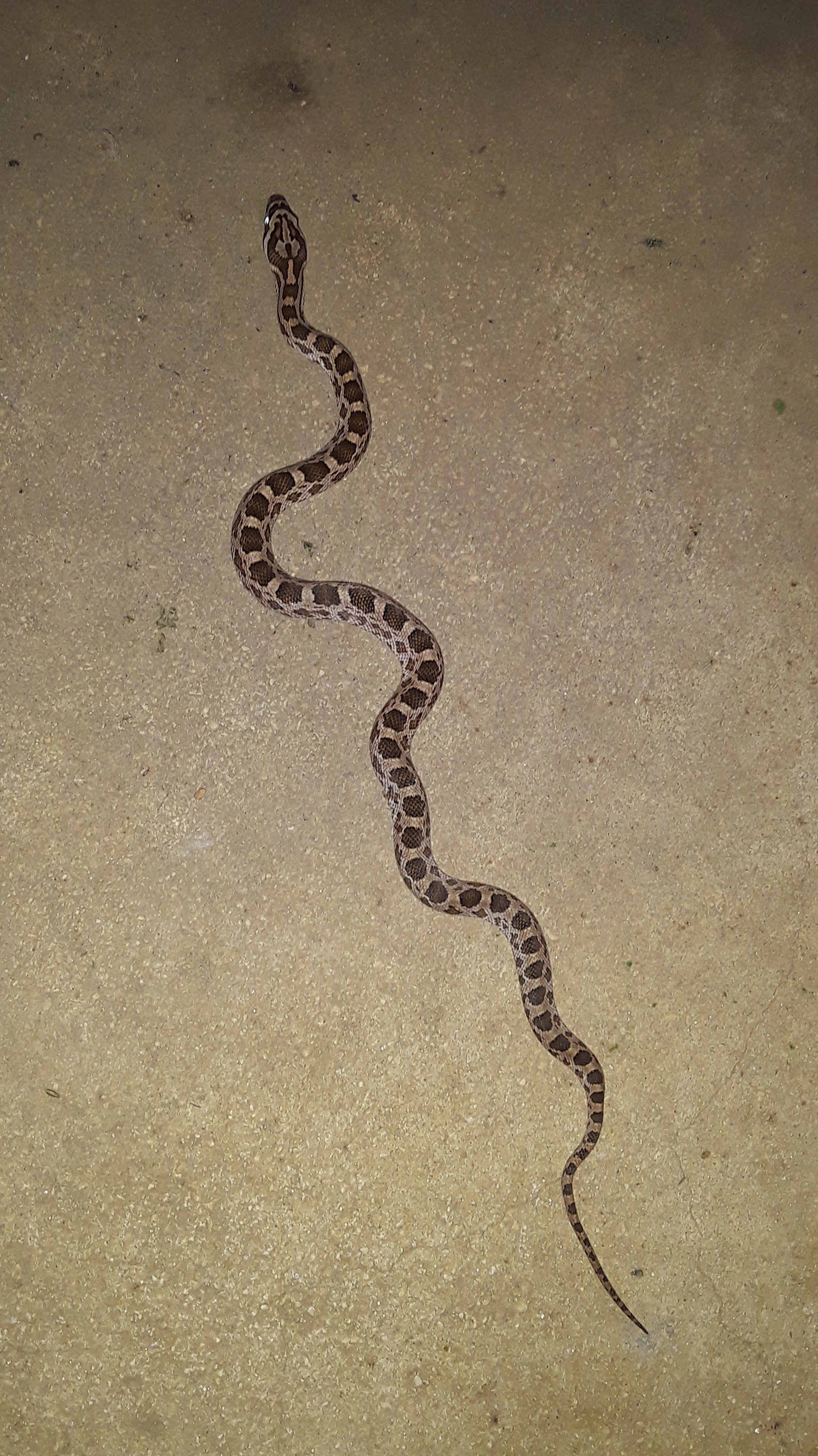 Just discovered this surprise on my front porch!