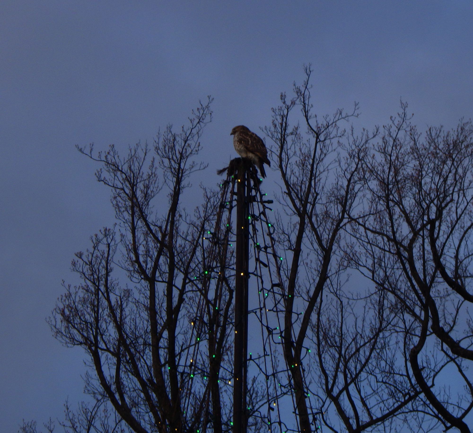 A majestic hawk soaring at dusk.