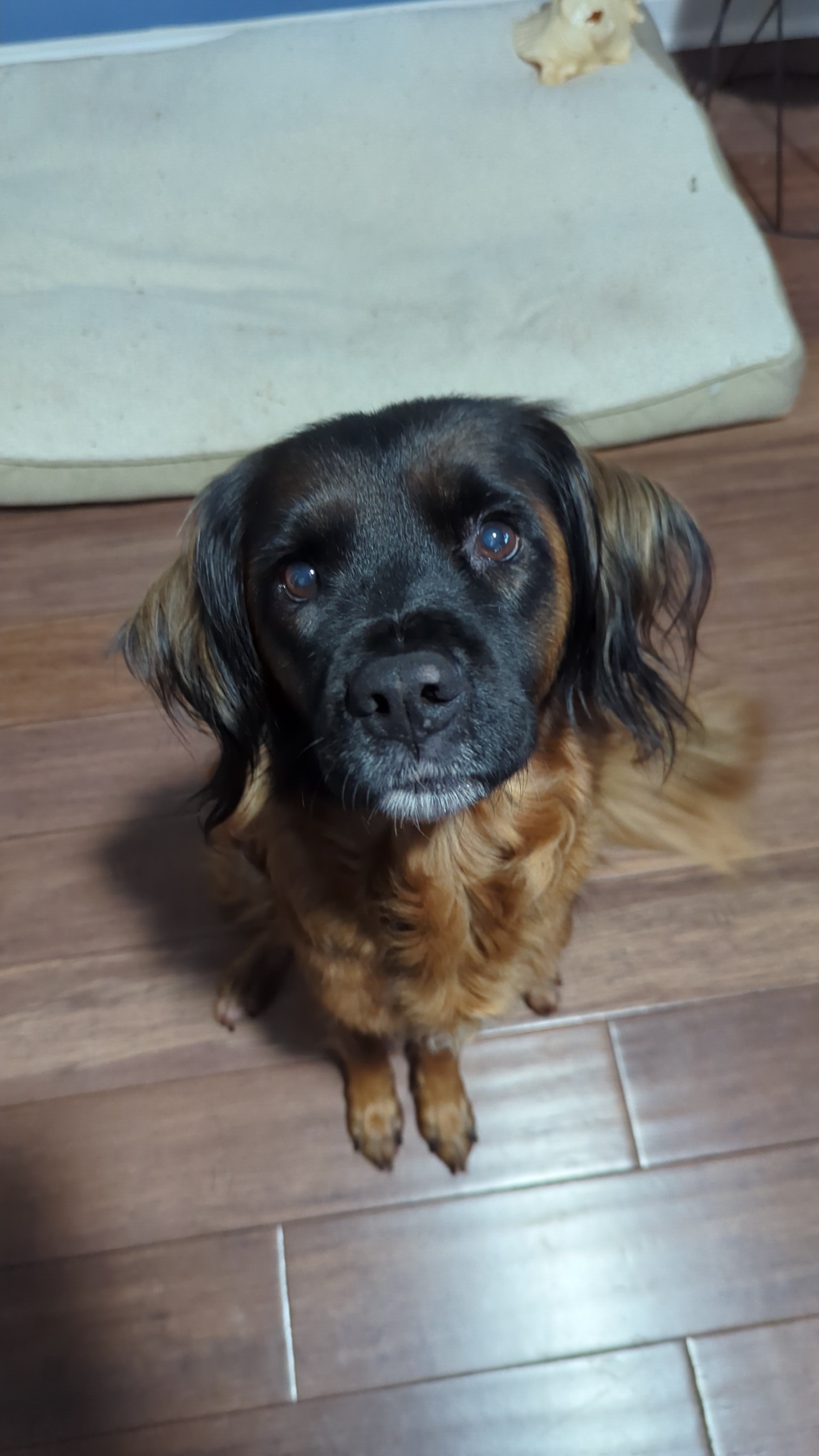 Can I Please Have a Treat? The Plea of a Hungry Pet