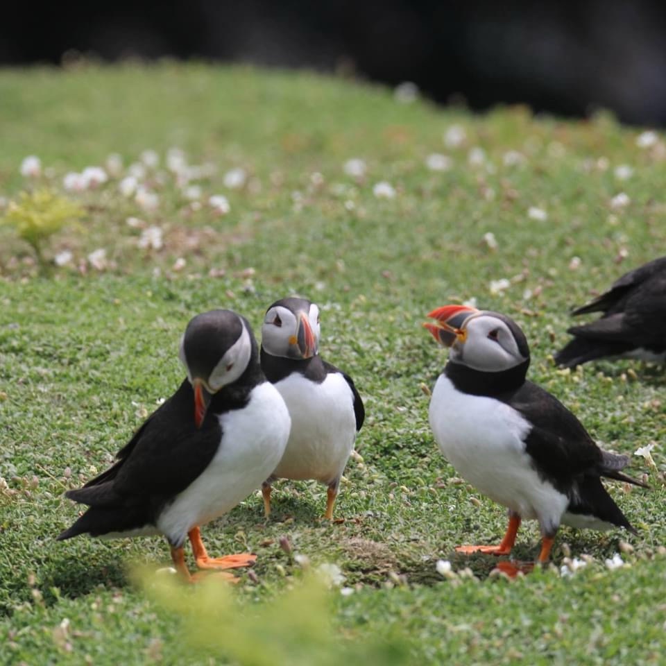 All About Puffins: Nature's Cute Birds