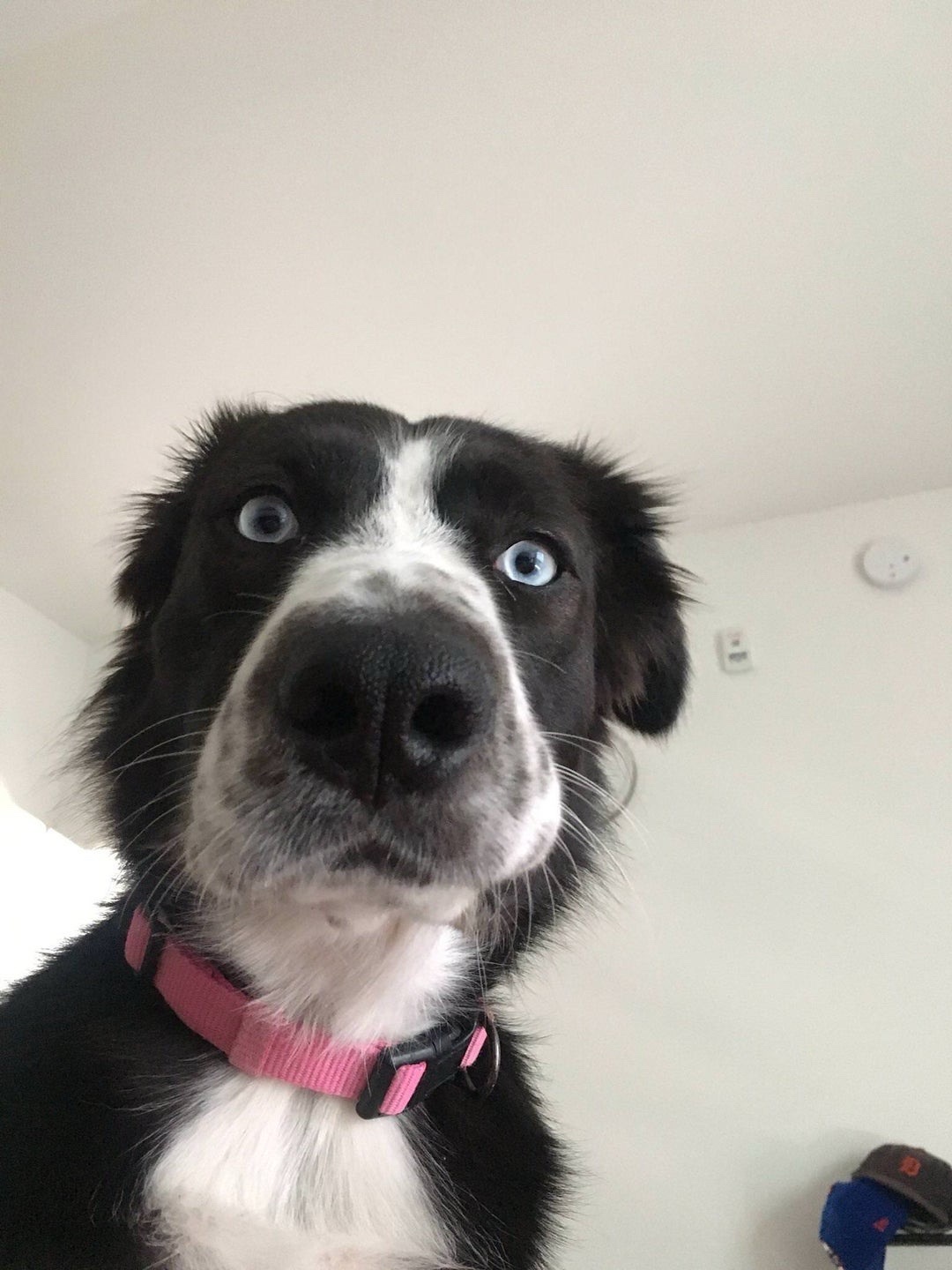 That dog is definitely not acting right!