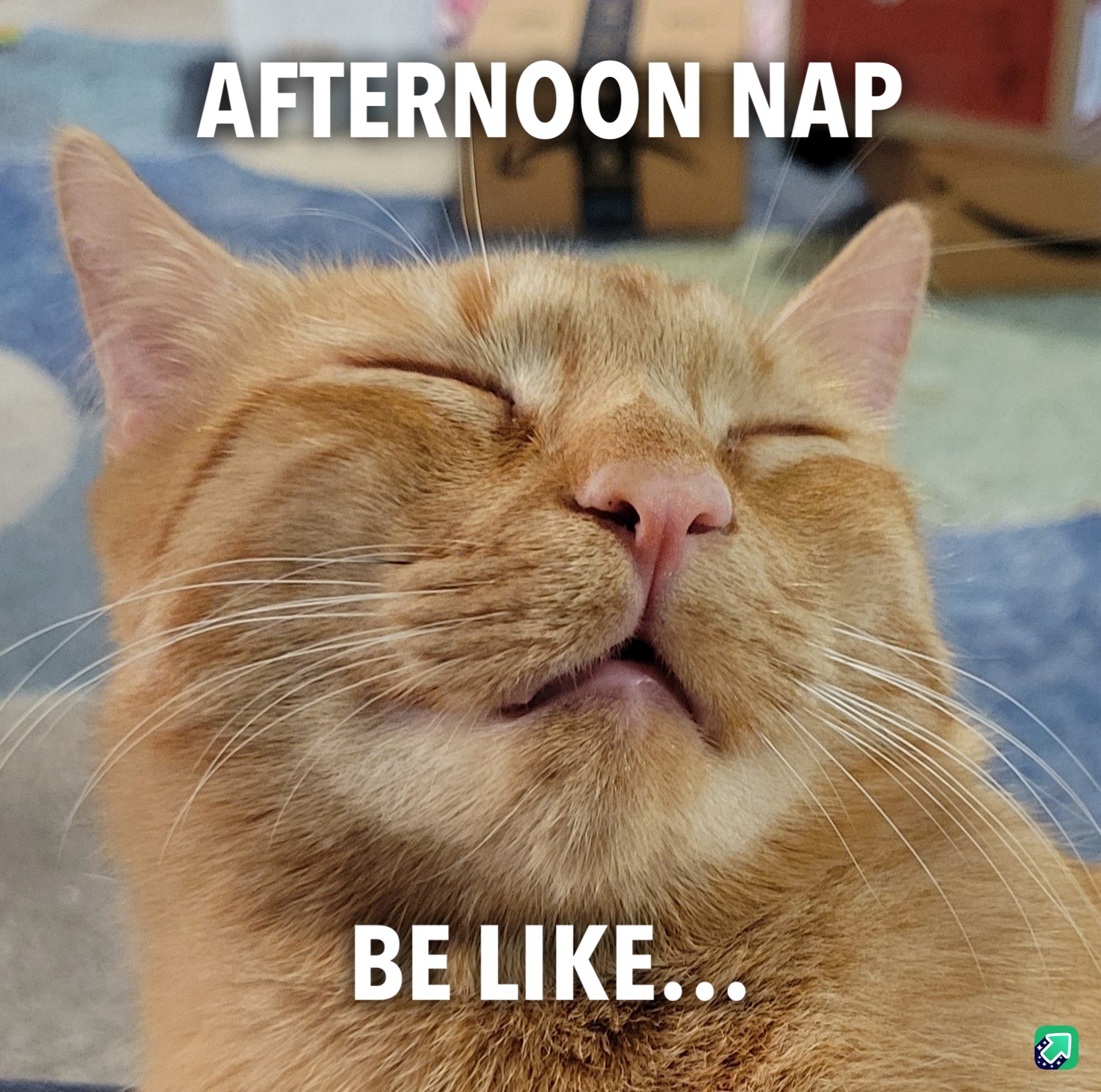 The Ultimate Orange Cat Nap Experience!