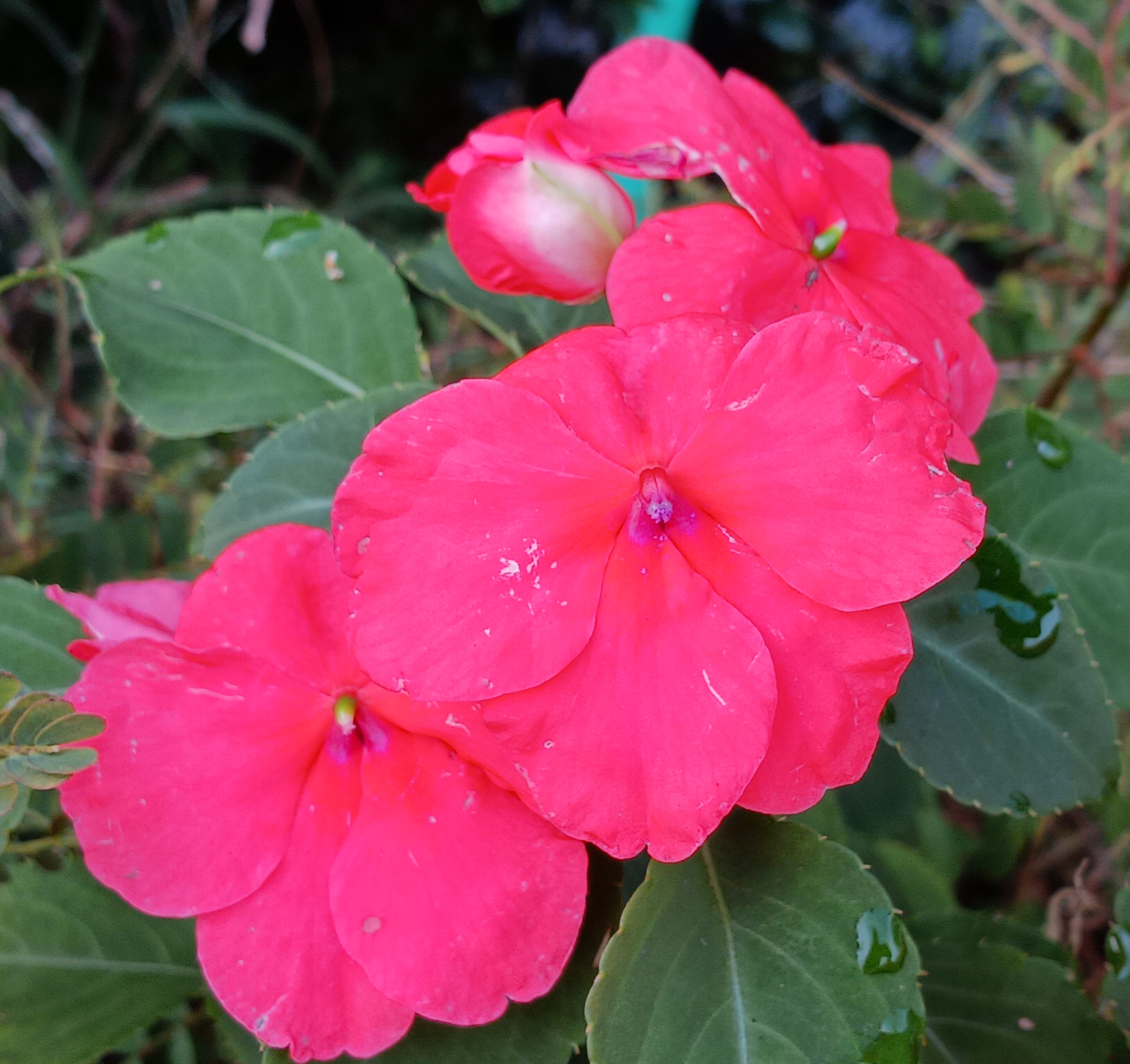 The Allure of Impatiens: A Floral Delight