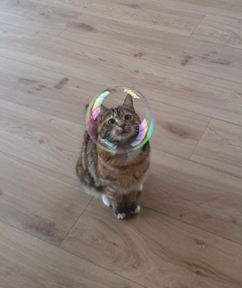 Absolutely Adorable!