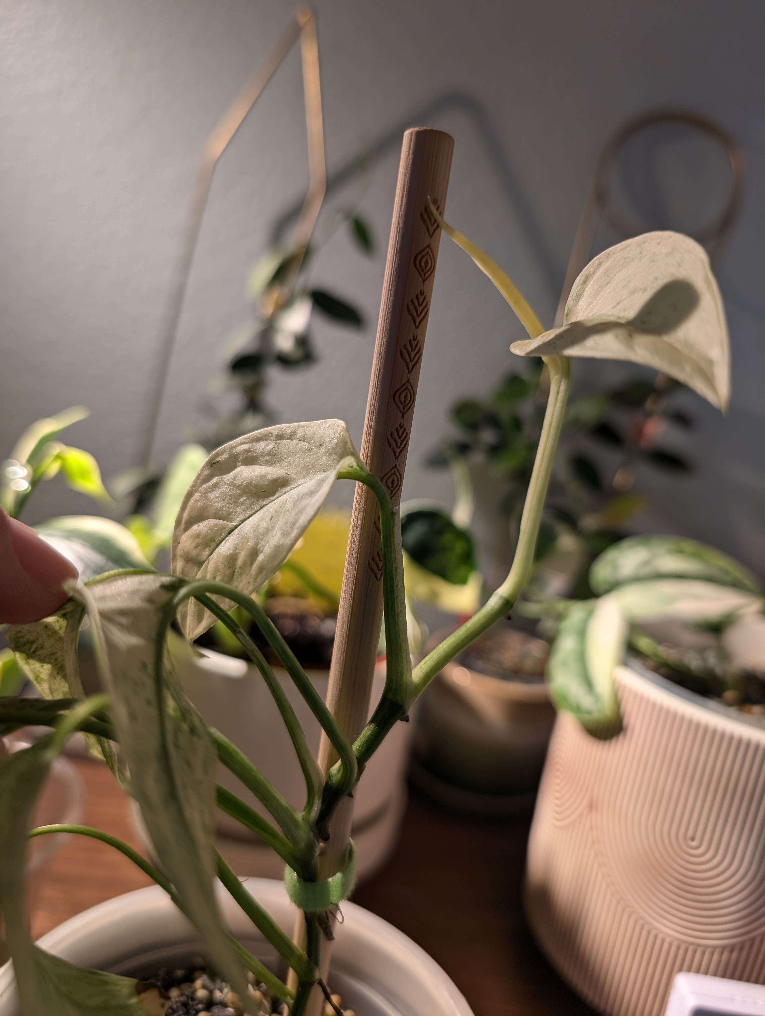 Seeking Guidance on Laniata Mint: Help Needed!