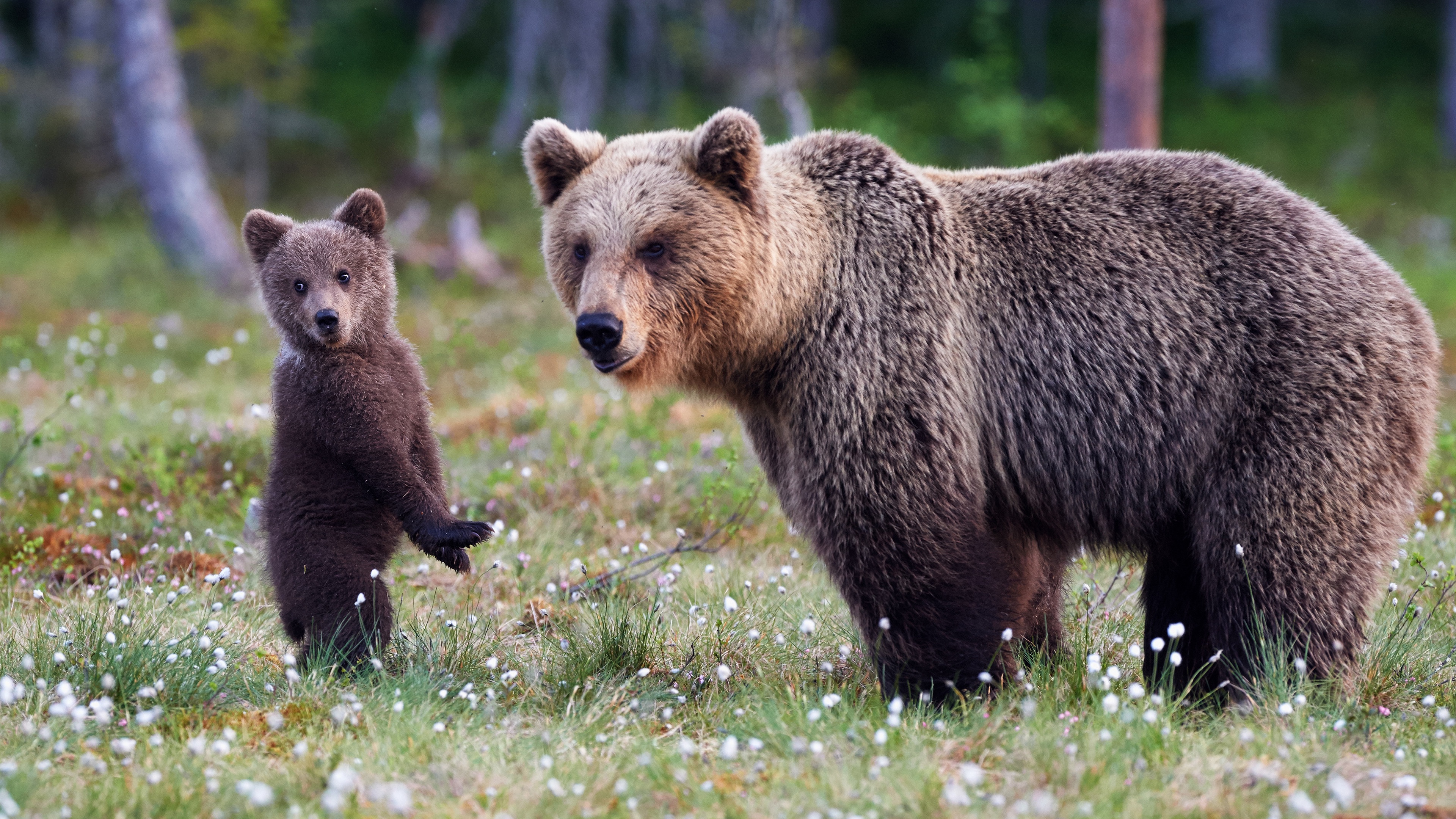 Adorable Bear Pair: A Cuddly Encounter