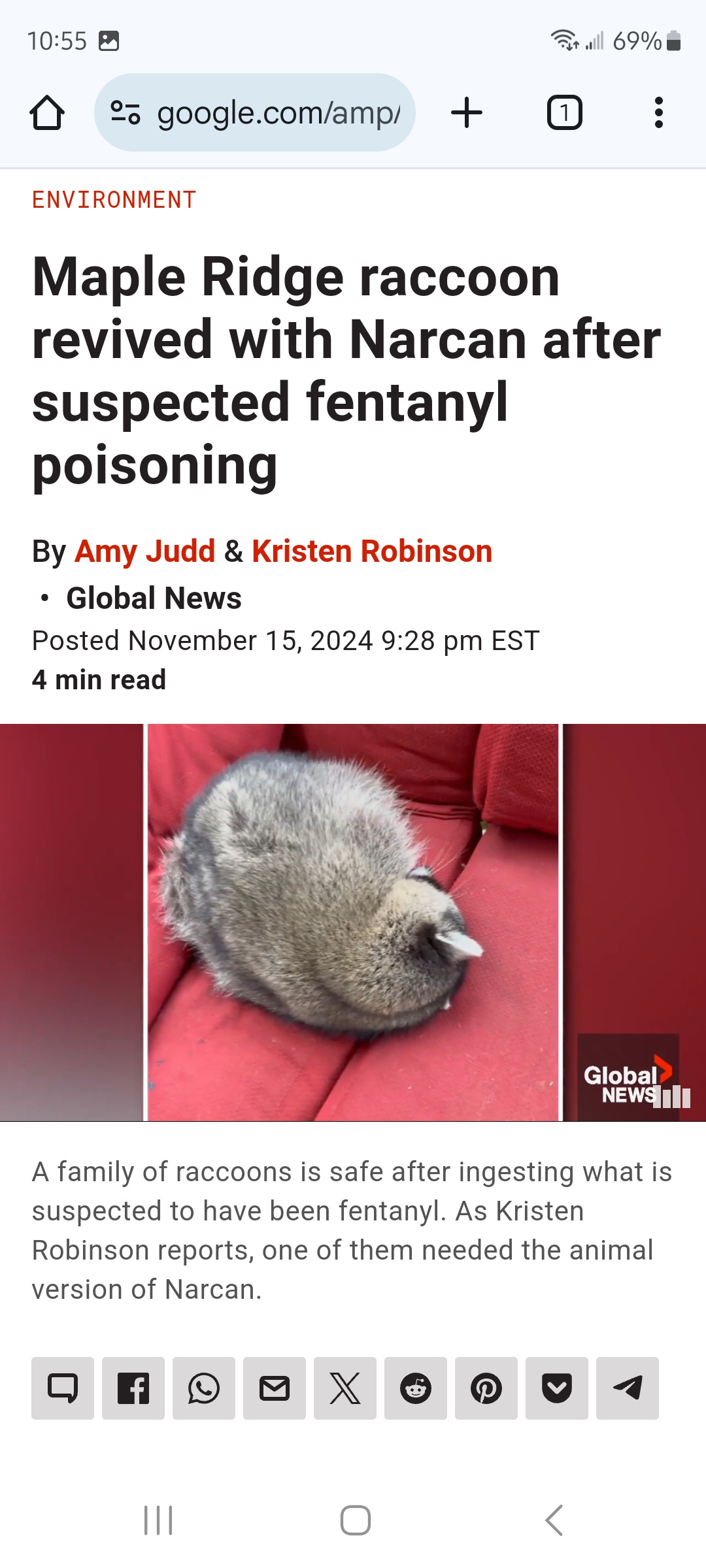 Oh No, Poor Raccoon! A Heartfelt Moment