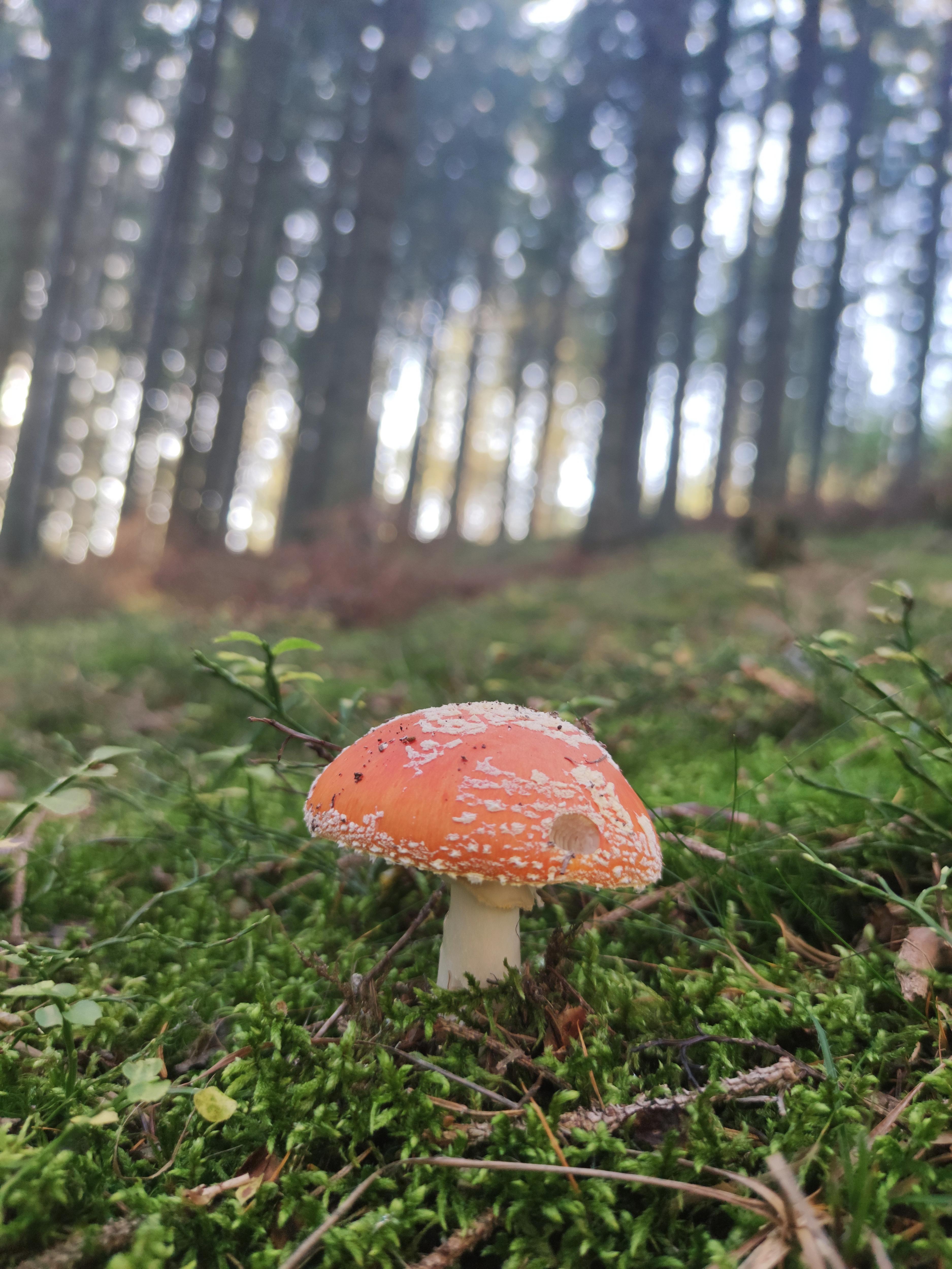 Adventures with Shrooms and Farts in the Forest