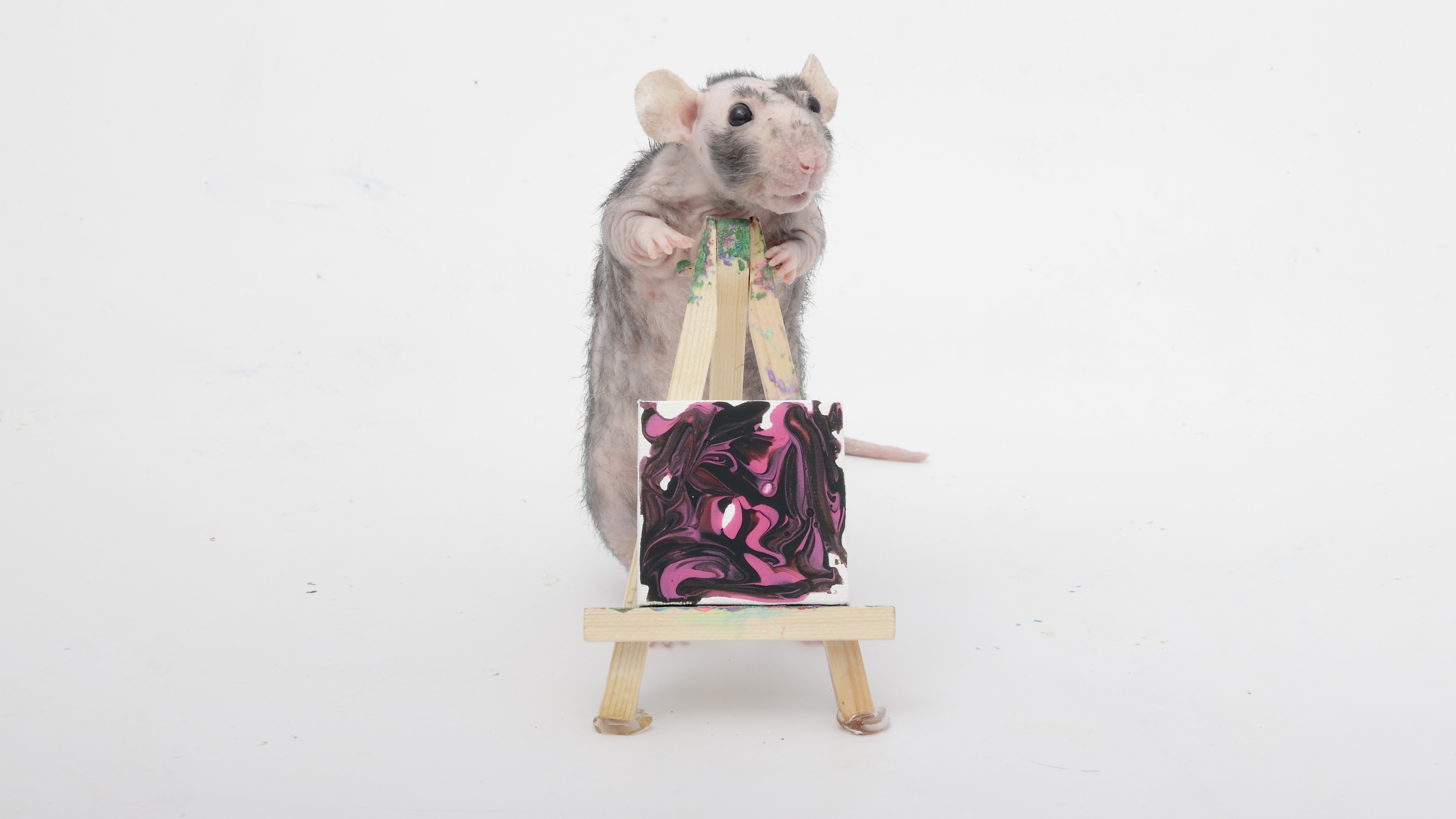 Check out this week's adorable paw paintings by my lovely pet rats!