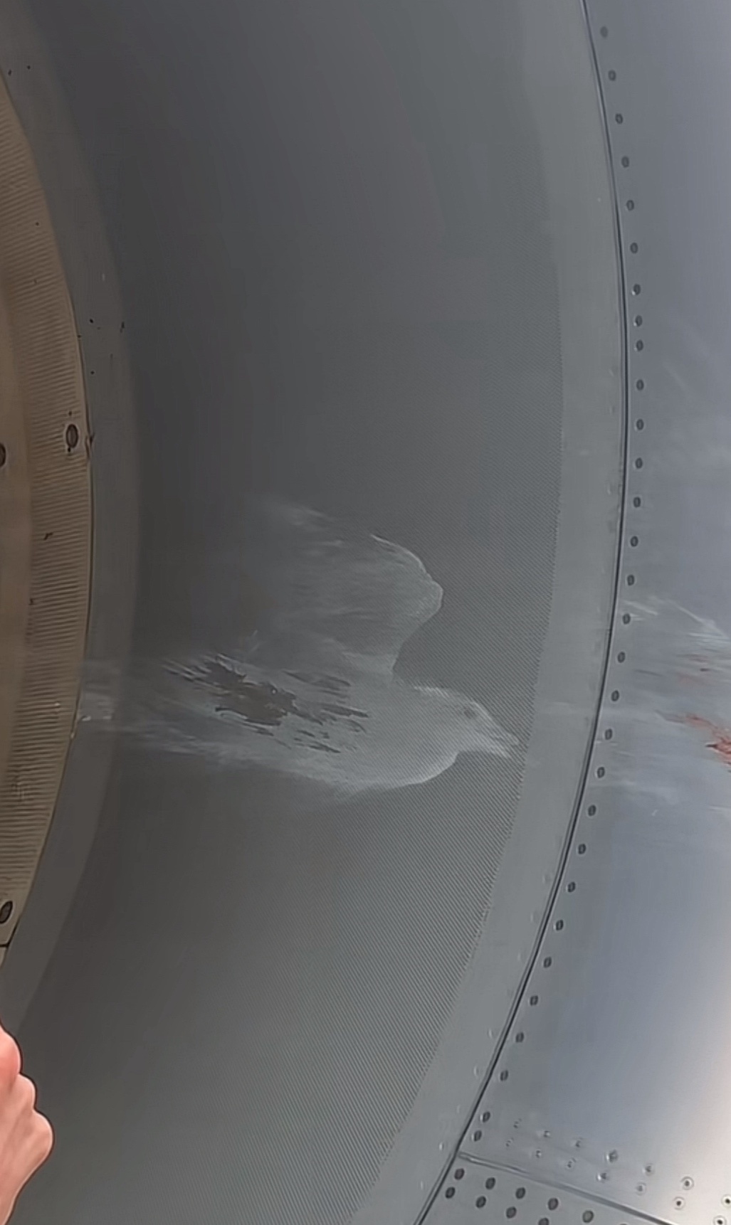 The Mighty 737: A Seagull's Worst Nightmare