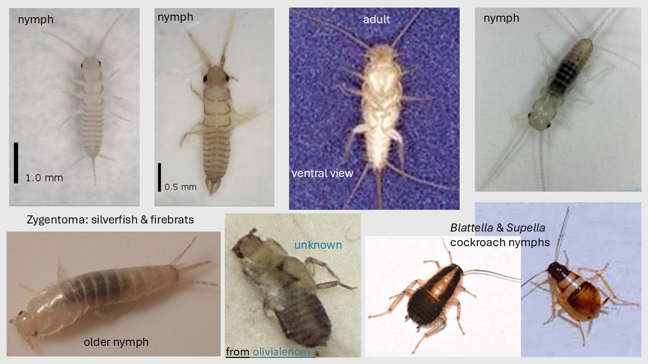 Zygentoma Showdown: Comparing Silverfish and Firebrats