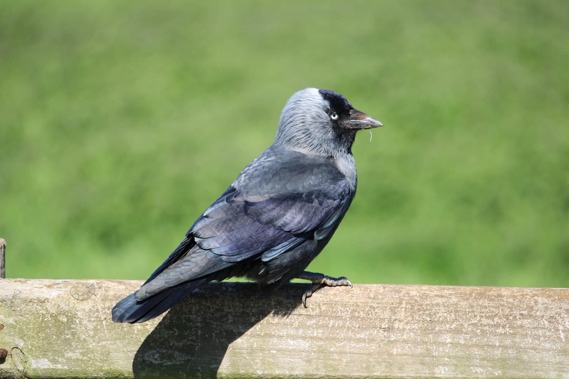 Meet the Jackdaw