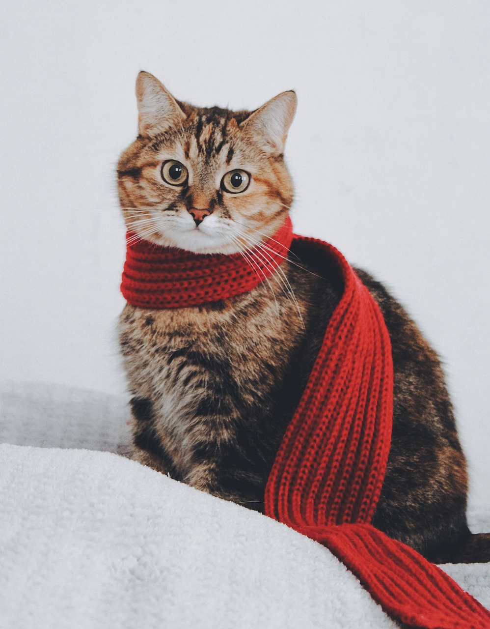 Adorable Tabby Cat Moments