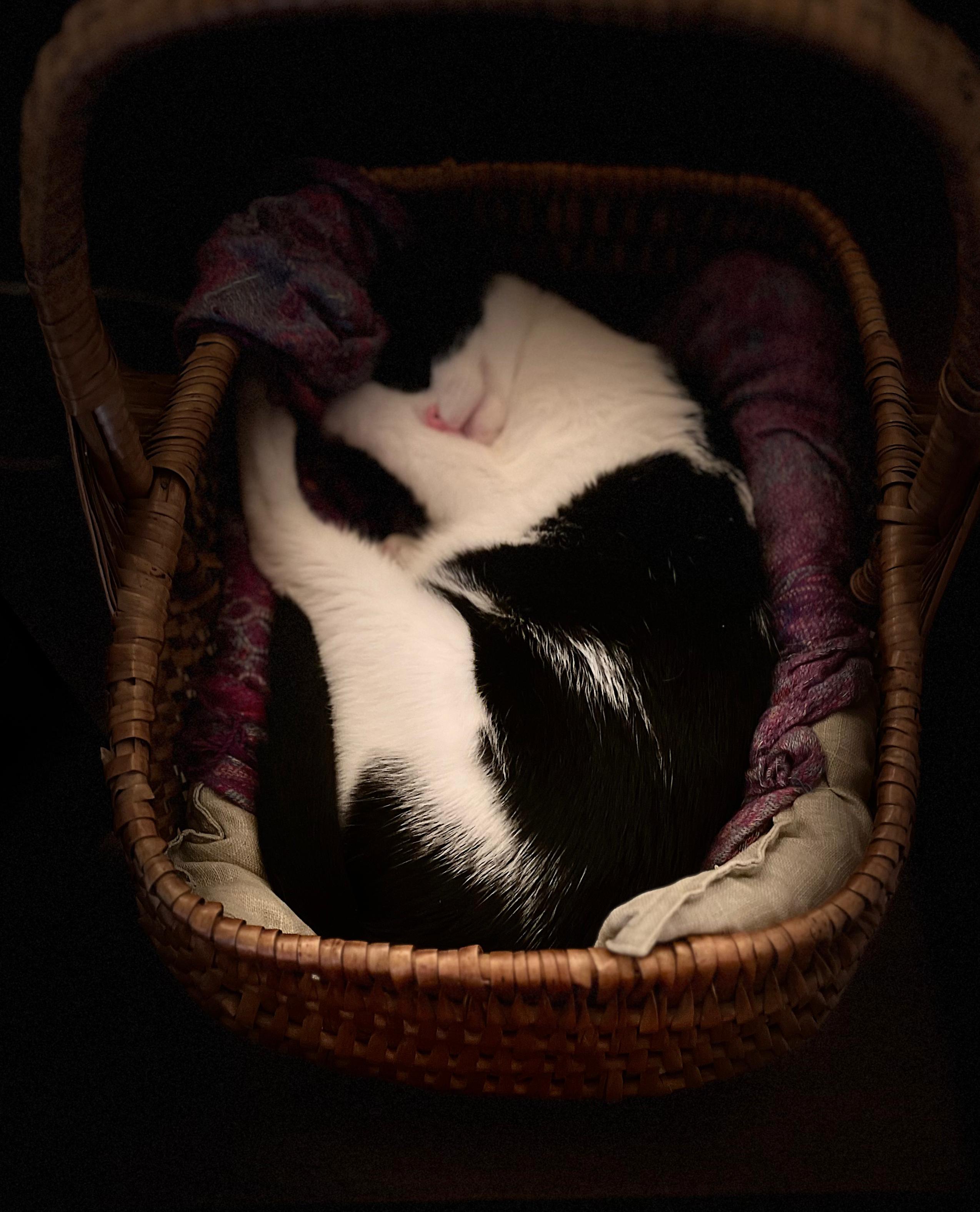Tuxedo Cat in Dreamland