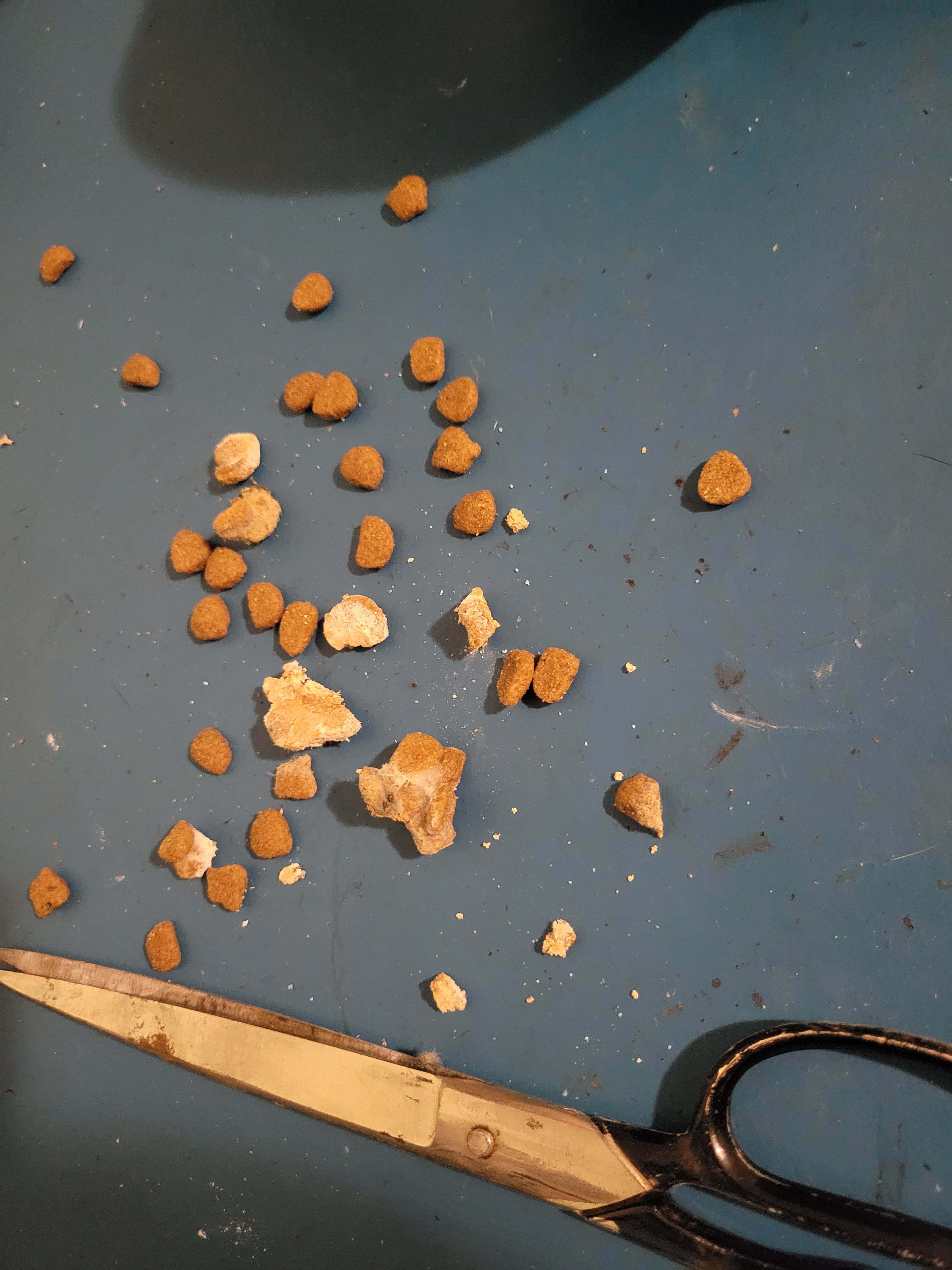 Mystery Chunks in Cat Food: What Are These Strange White Bits?