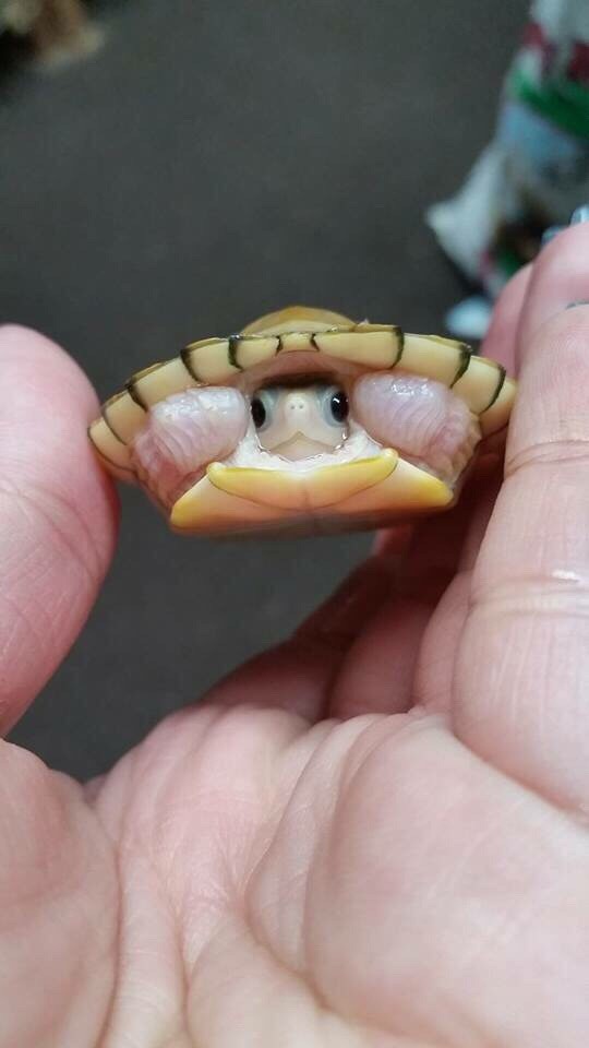 Enjoy a Cute Baby Turtle to Brighten Your Day
