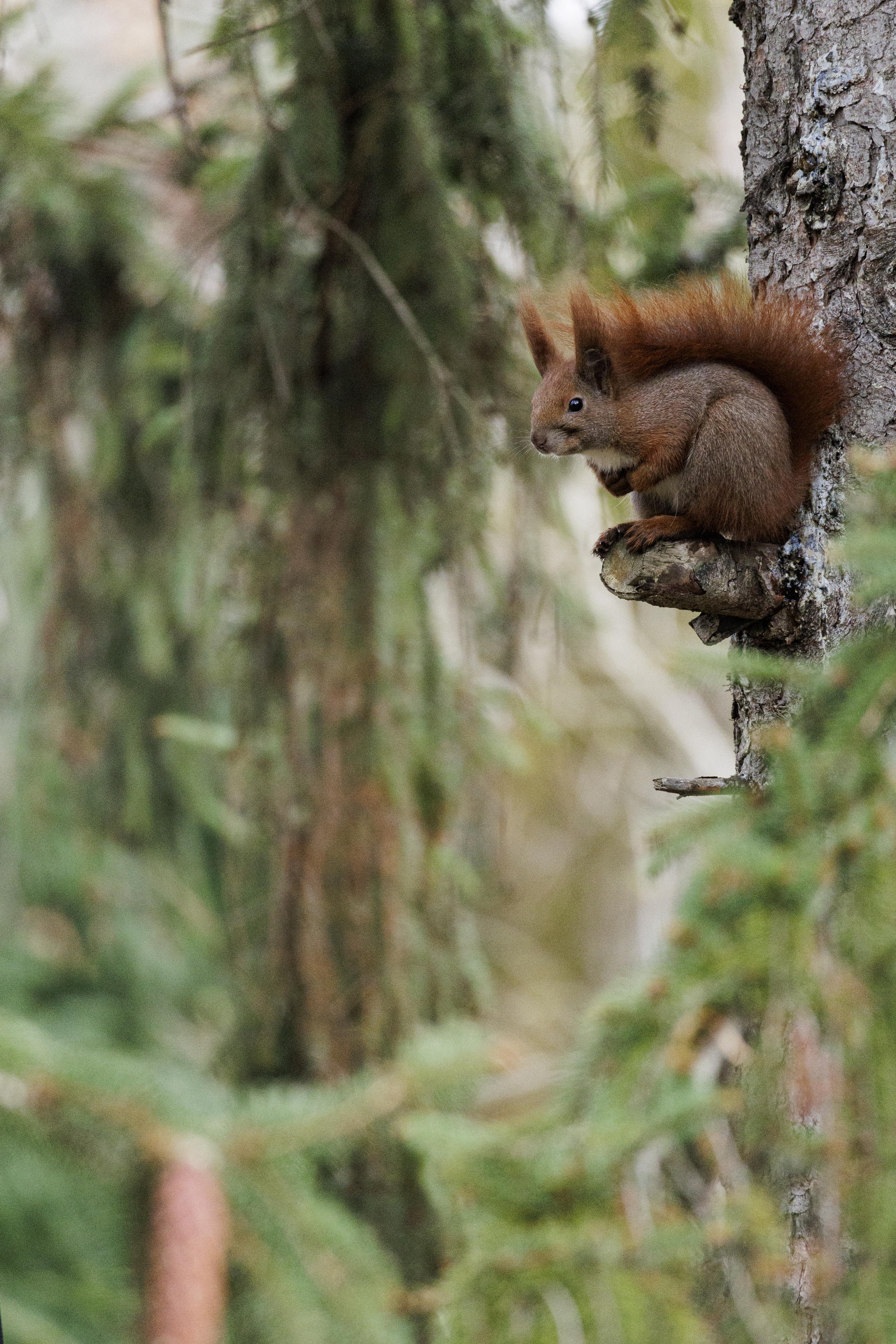 Nature Moment #61: The Mysterious Watcher in the Trees