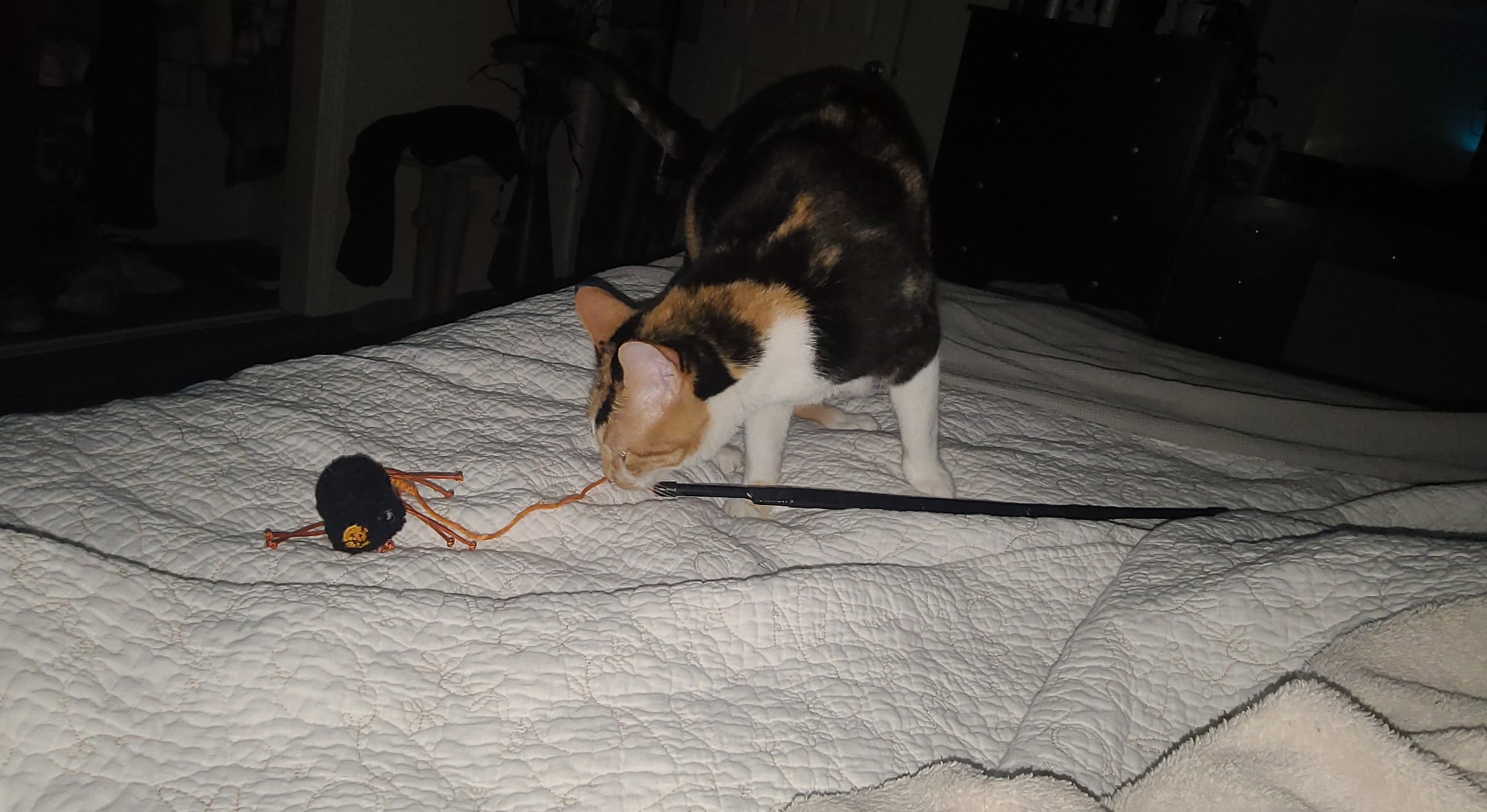 It's officially bedtime when Stell brings out the spooder wand.